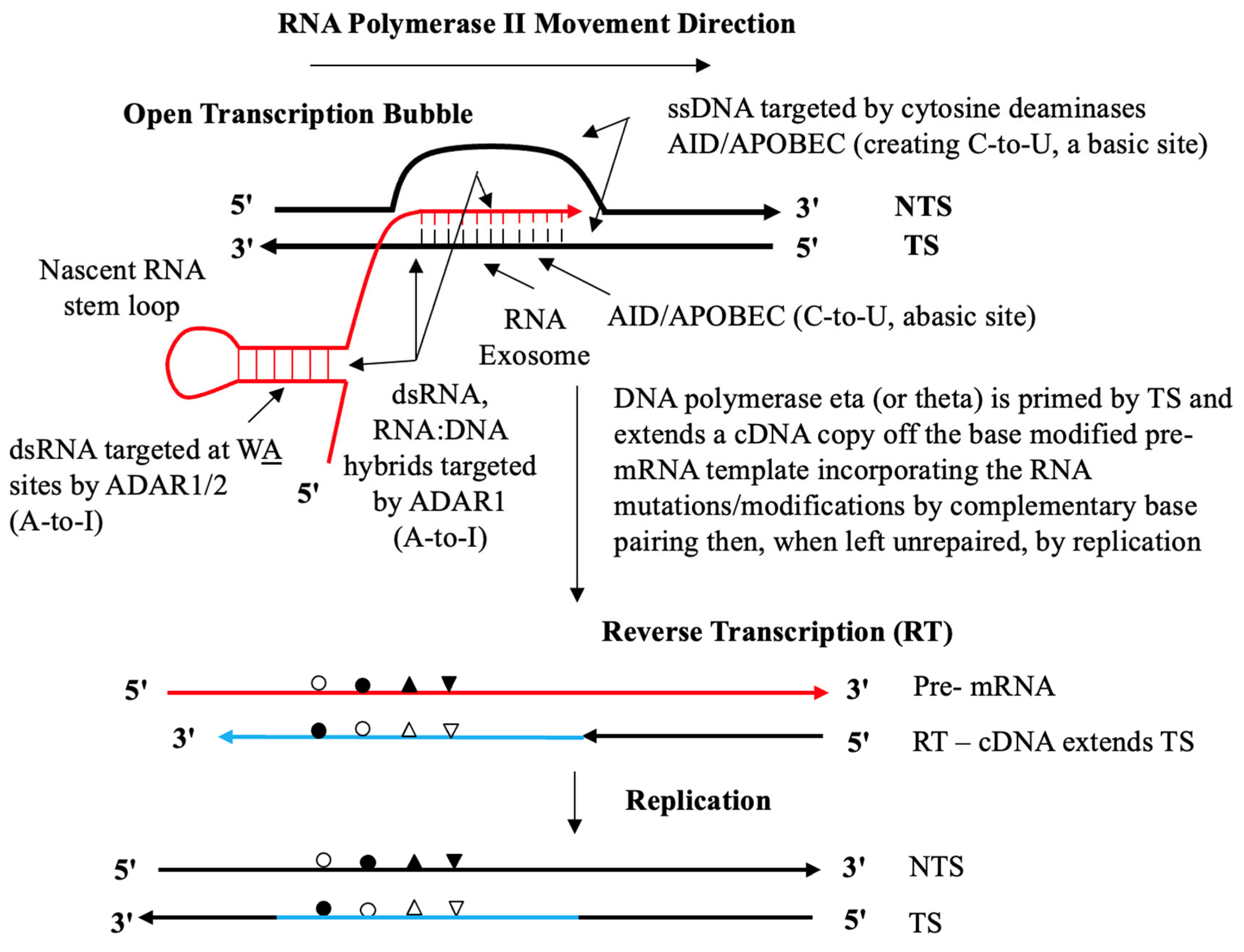 Epigenetic–Genetic Coupling and Understanding the Molecular and ...