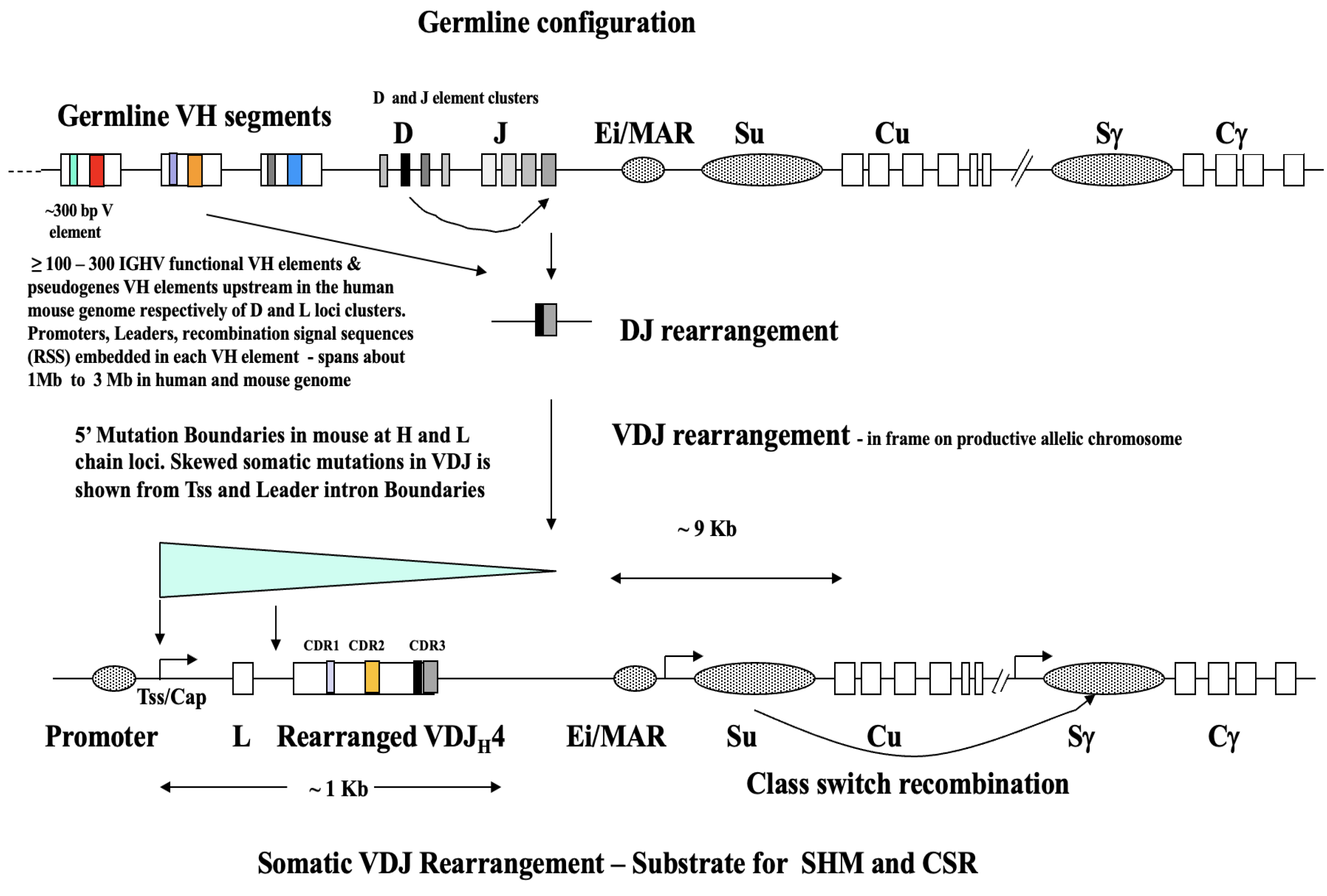 Epigenetic–Genetic Coupling and Understanding the Molecular and ...
