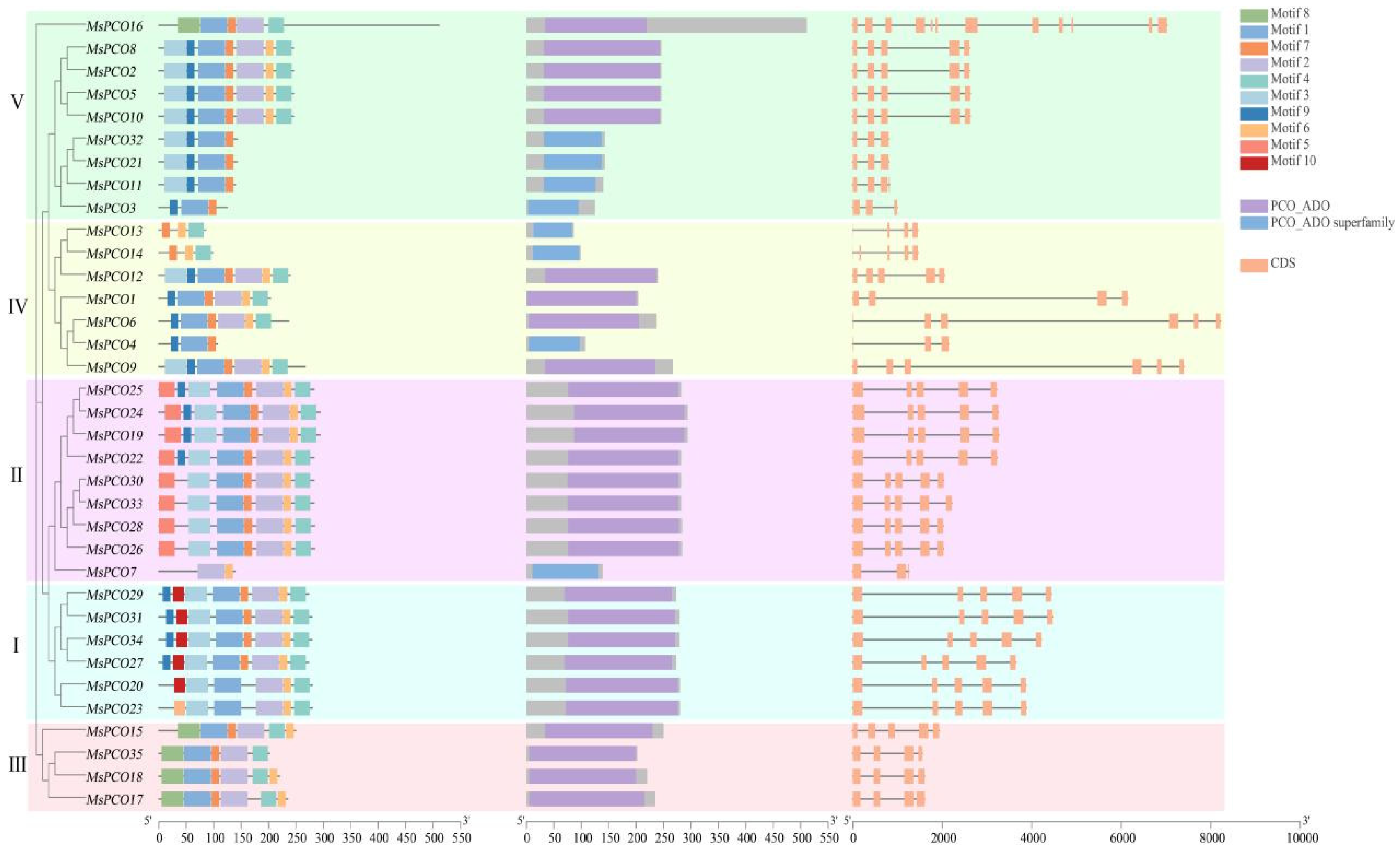 Genome-Wide Identification and Analysis of Plant Cysteine Oxidase (PCO ...