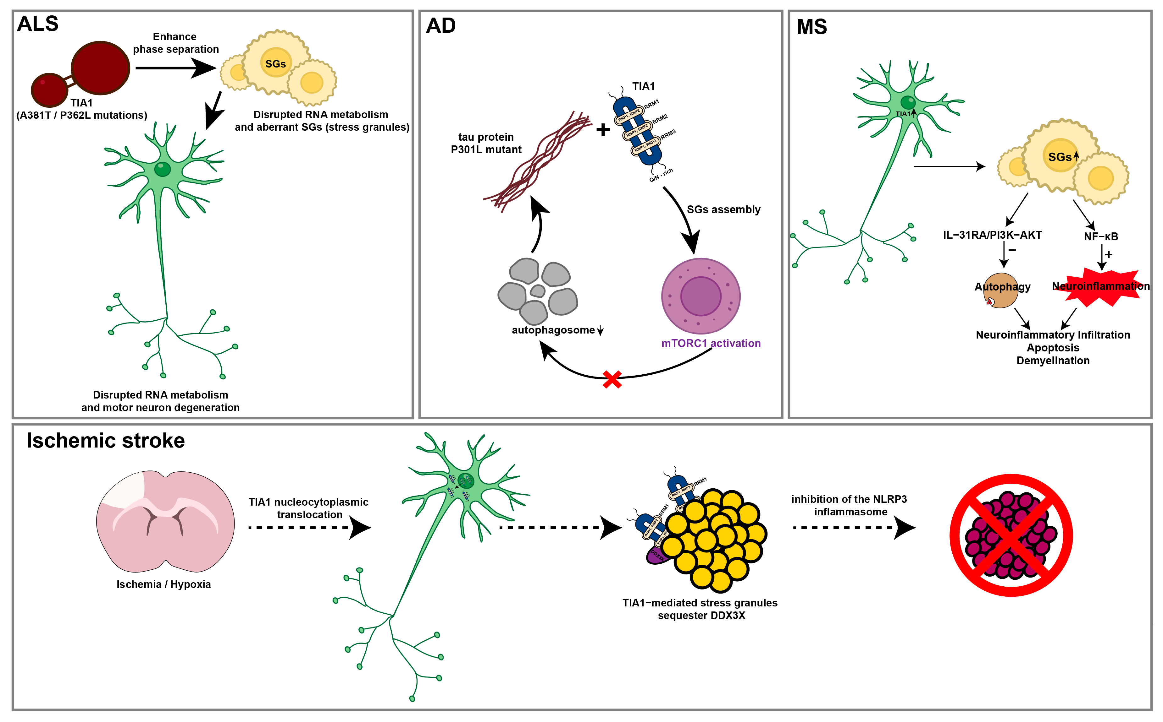 Expression Patterns of T-Cell Intracellular Antigen 1 in ...
