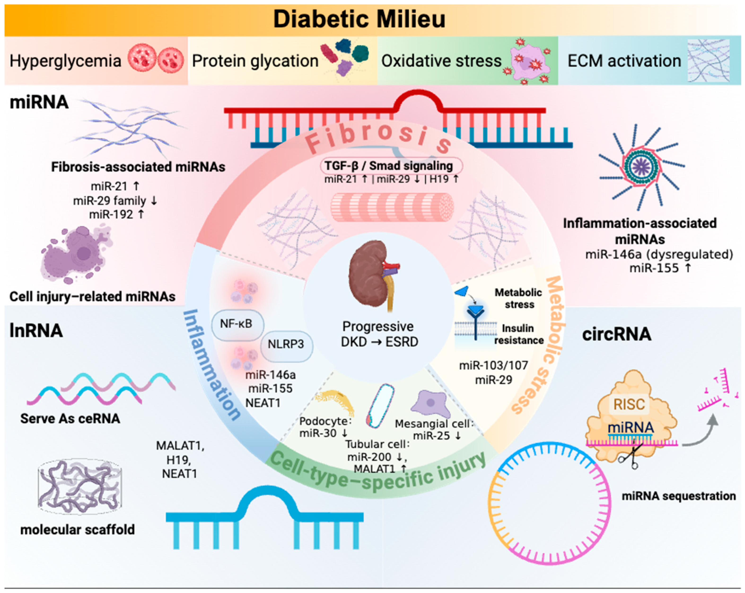 The Role of Non-Coding RNAs in the Pathogenesis and Progression of ...