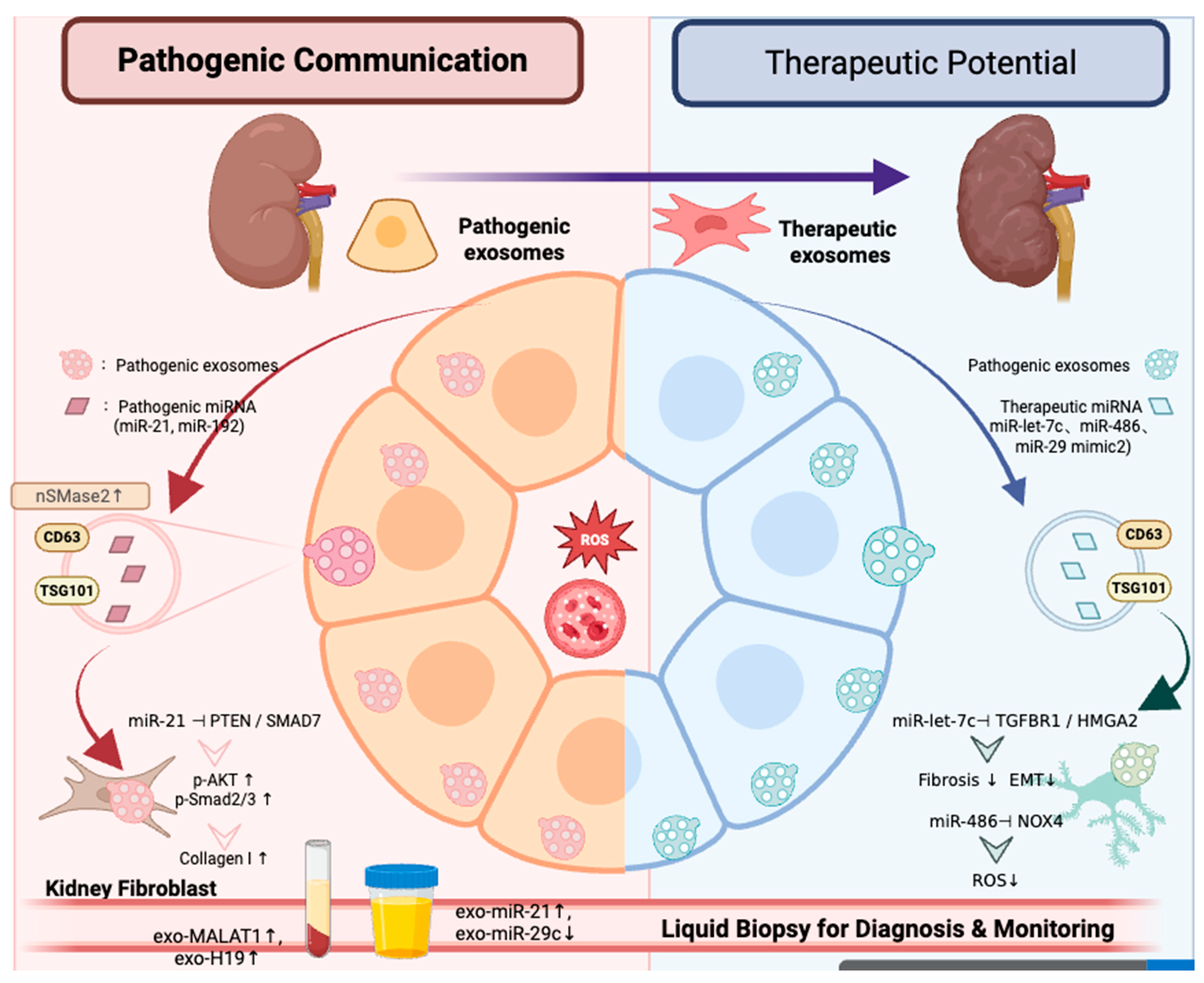 The Role of Non-Coding RNAs in the Pathogenesis and Progression of ...