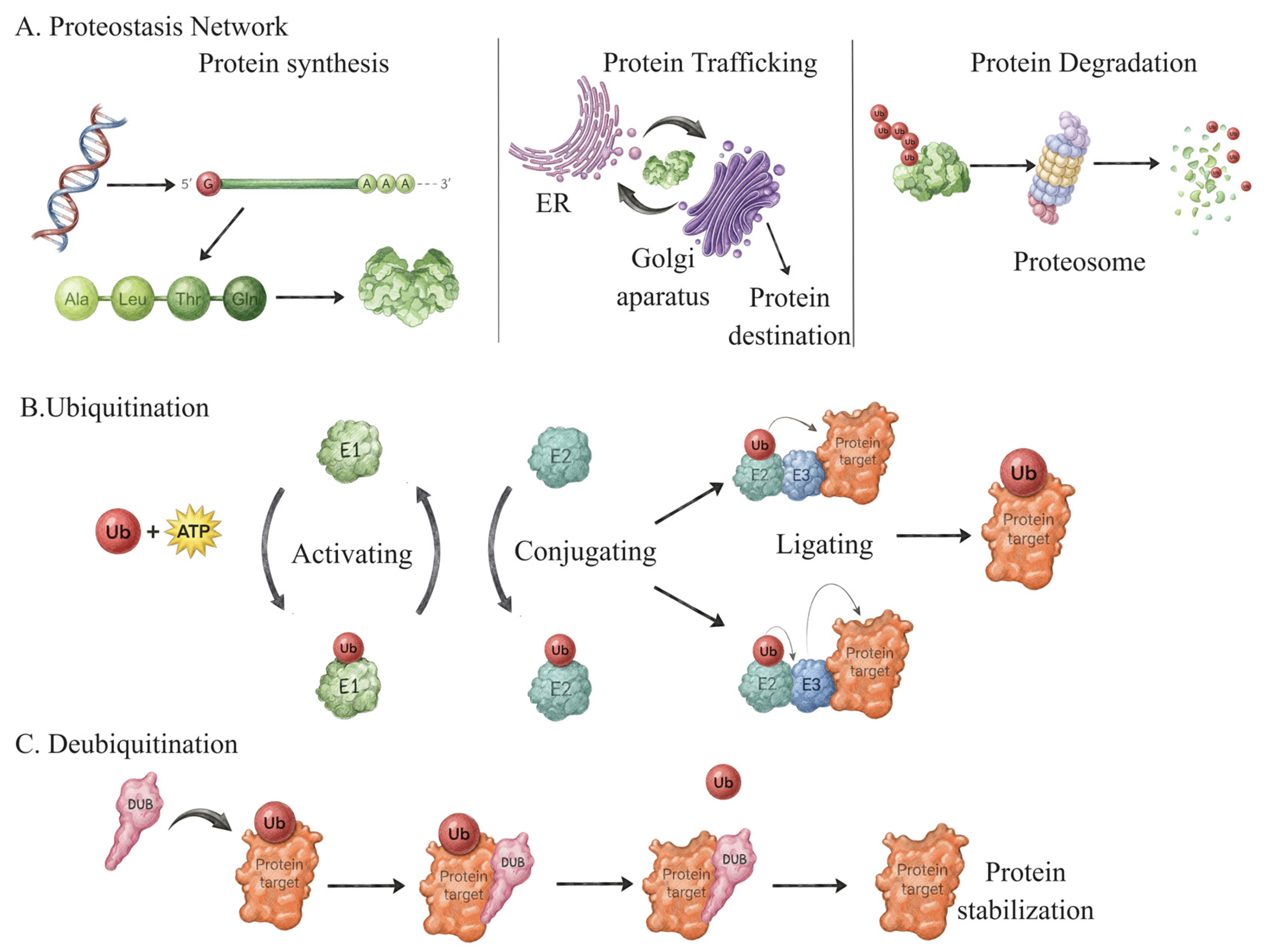 Ubiquitin System-Driven Proteostasis in DNA Damage Response