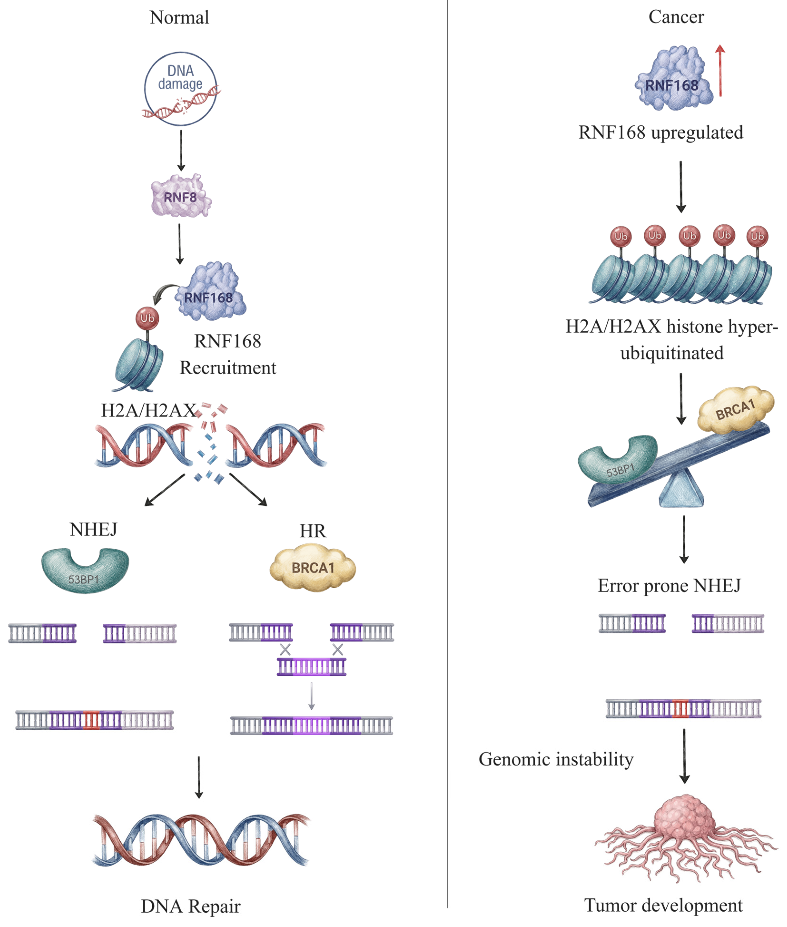 Ubiquitin System-Driven Proteostasis in DNA Damage Response