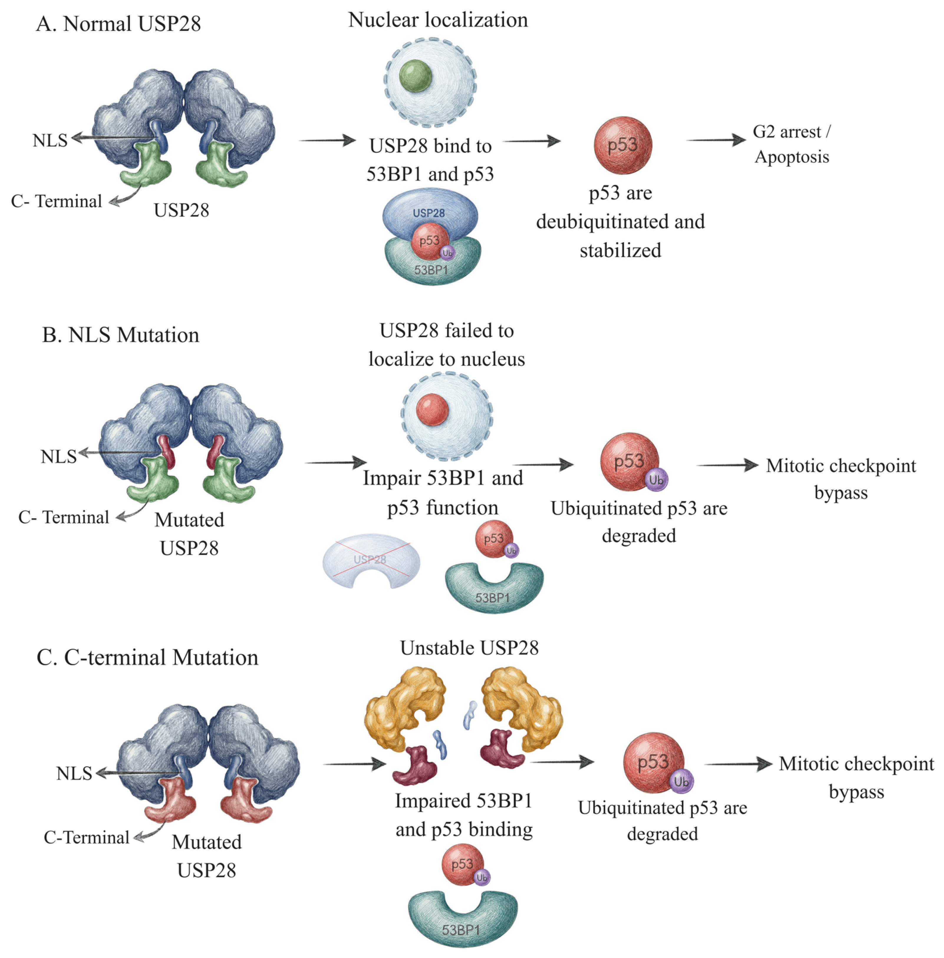 Ubiquitin System-Driven Proteostasis in DNA Damage Response
