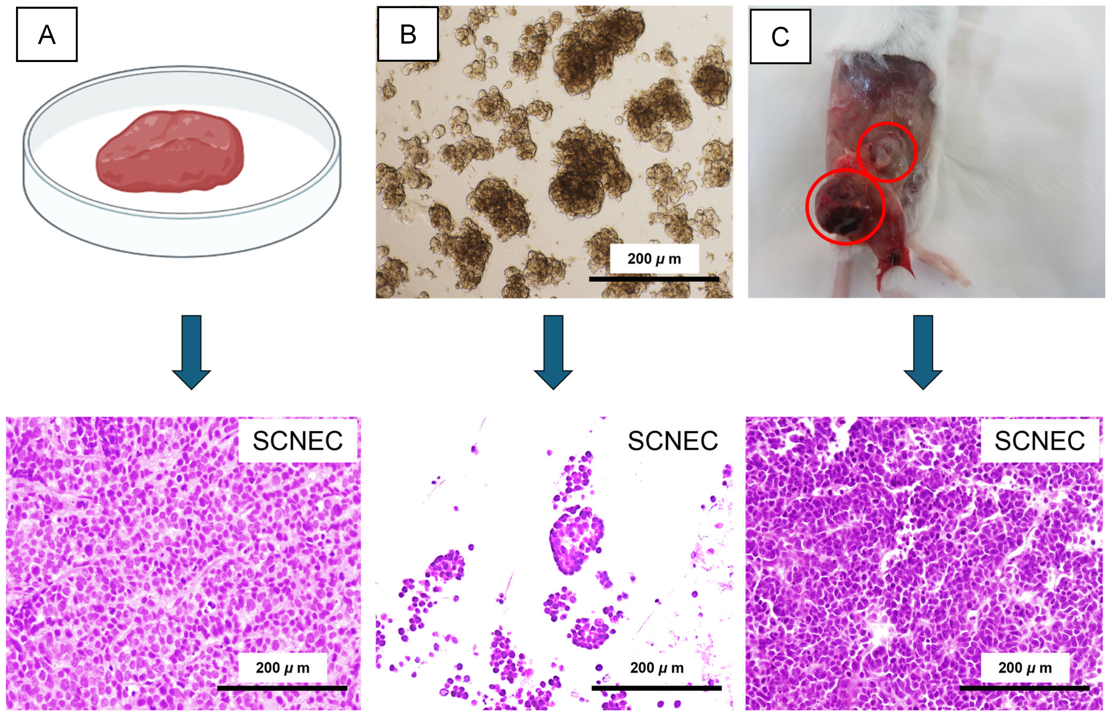 Integrated Molecular and Functional Characterization of Cervical Small ...