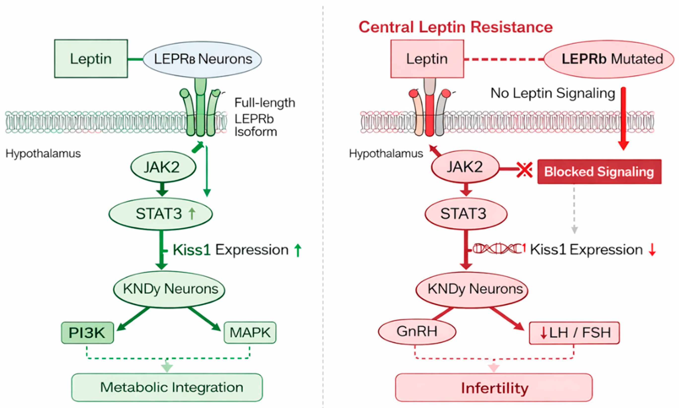 Leptin Receptor b (LEPRb) Mutations Disrupt Hypothalamic Control of the ...