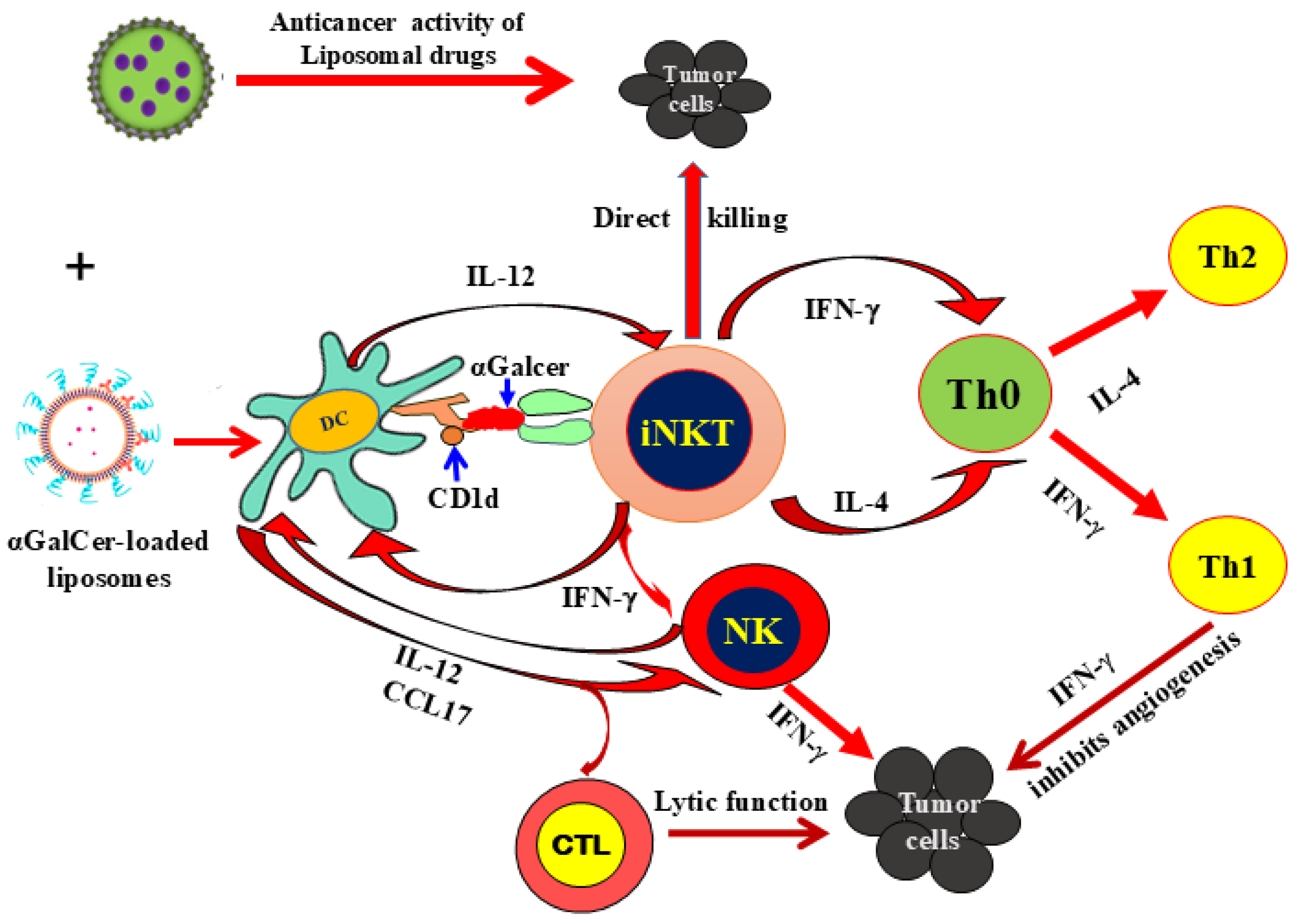 Invariant Natural Killer T Cells in Cancer Immunotherapy: Lipid-Based ...
