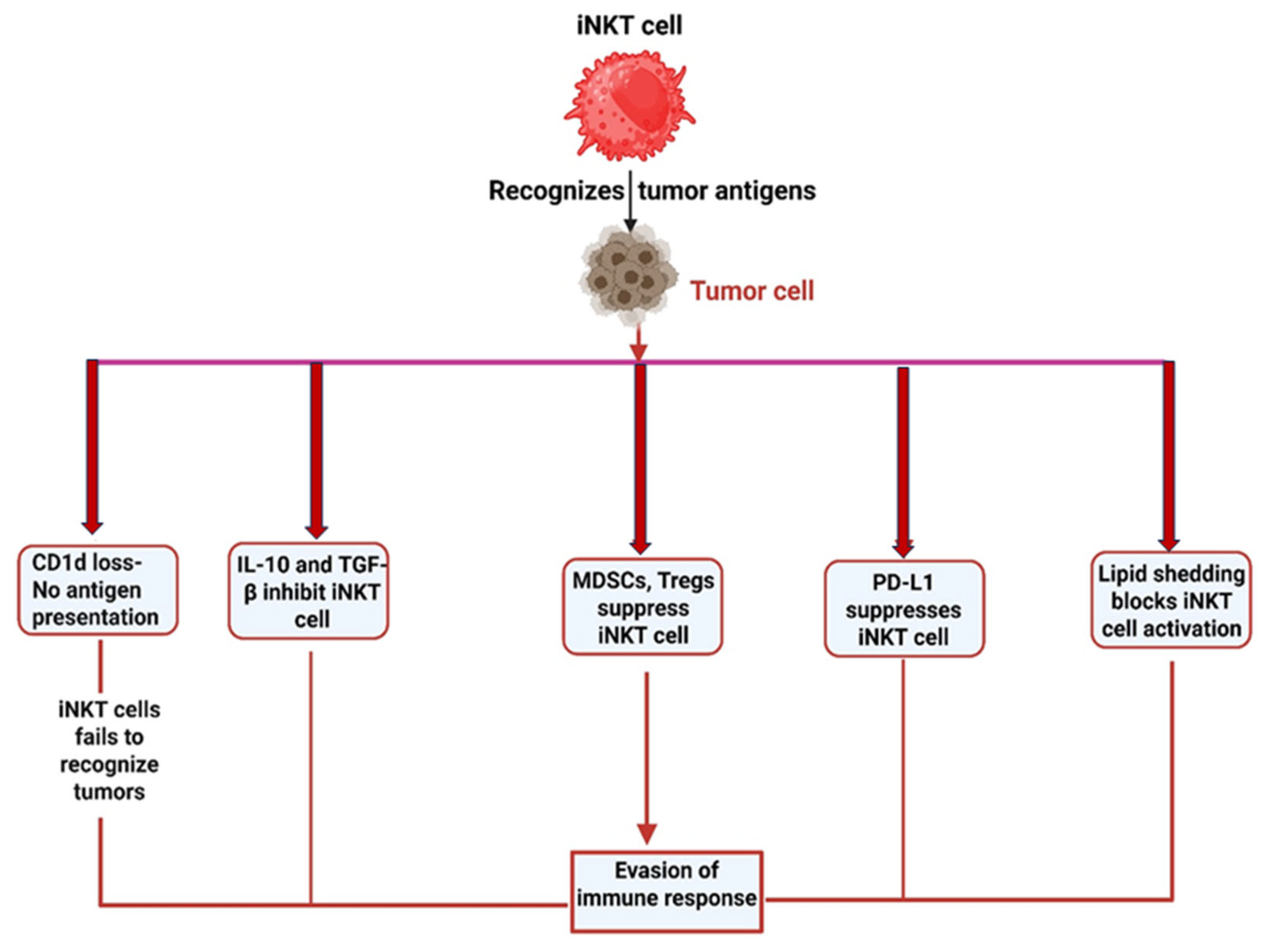Invariant Natural Killer T Cells in Cancer Immunotherapy: Lipid-Based ...