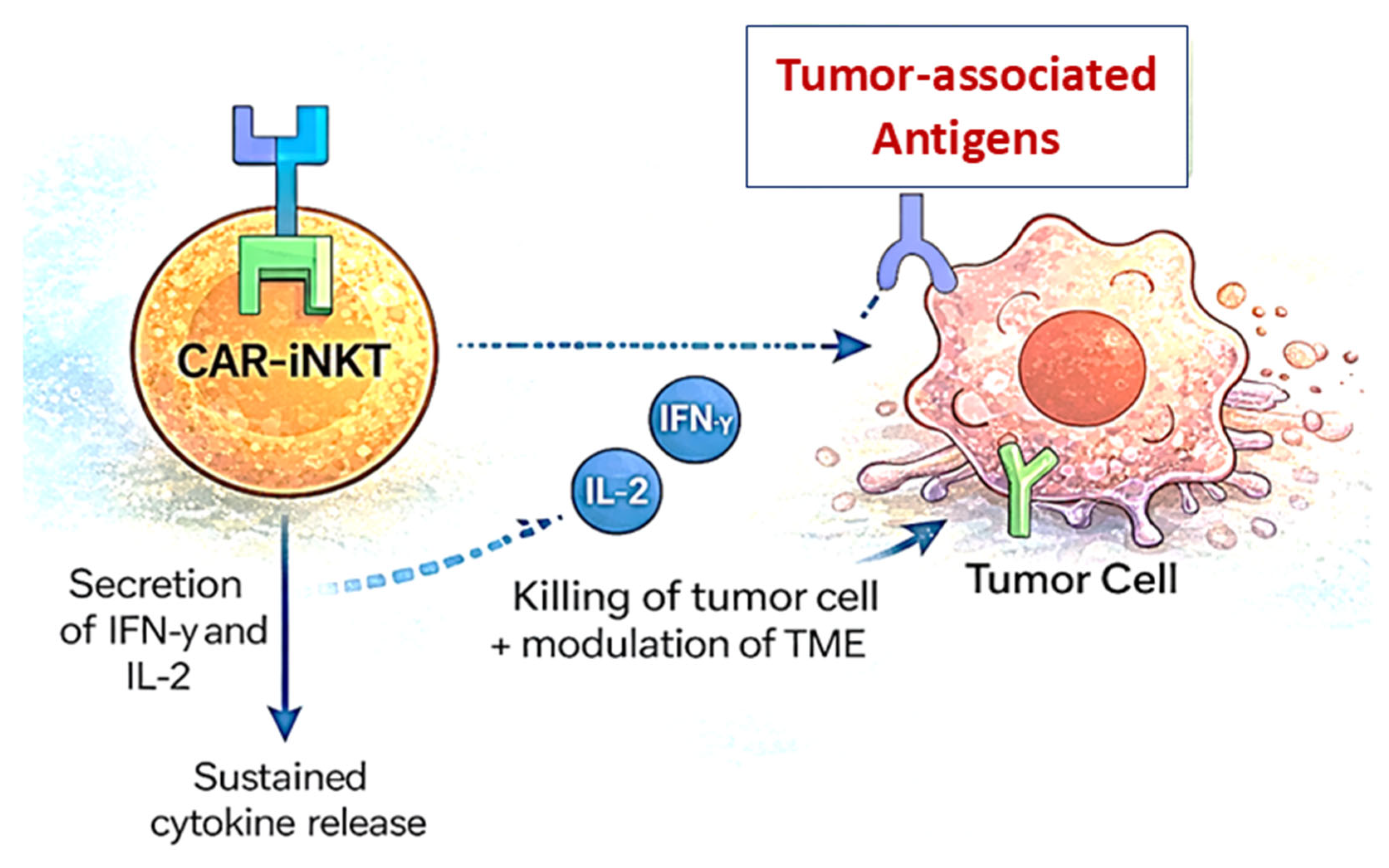 Invariant Natural Killer T Cells in Cancer Immunotherapy: Lipid-Based ...