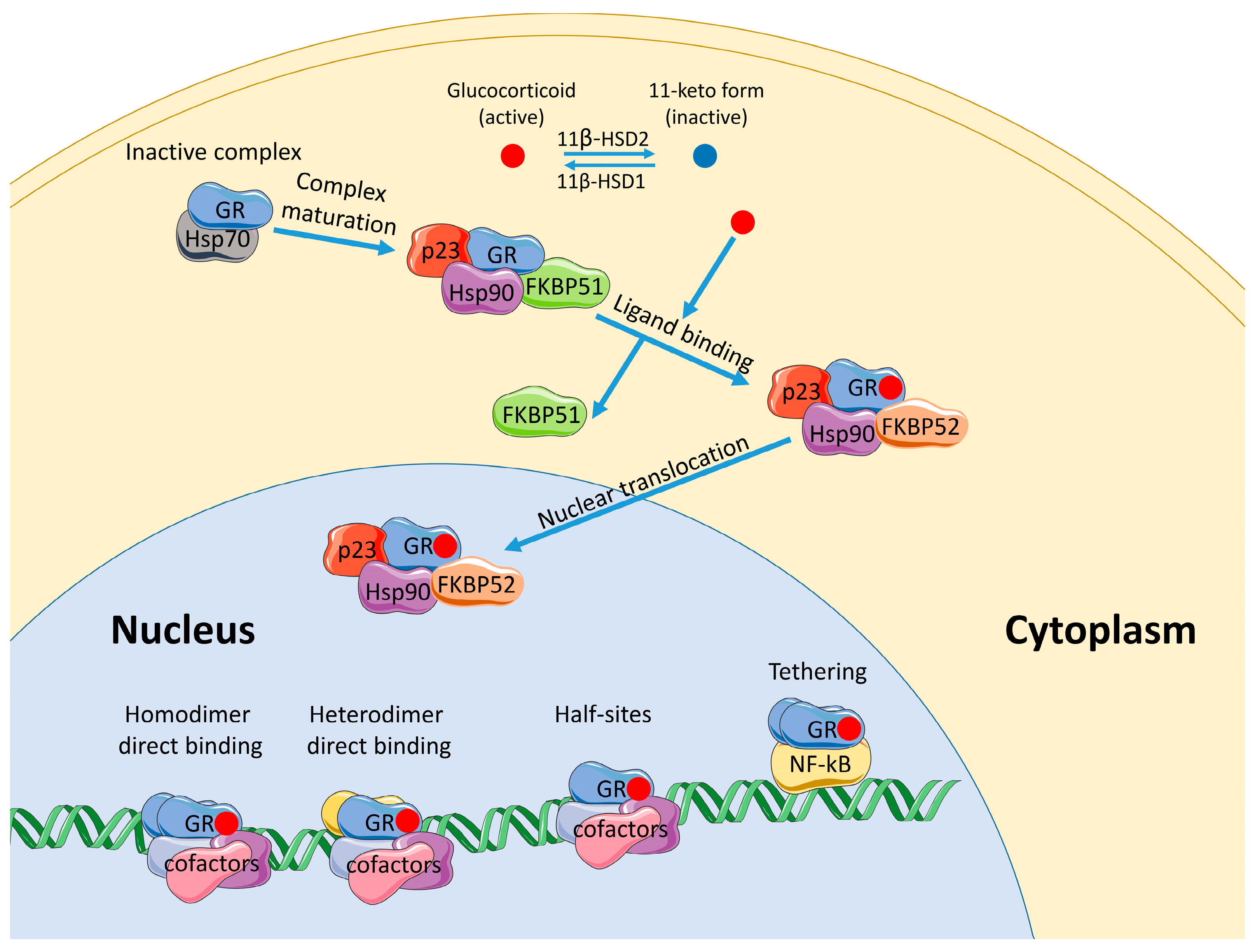 Glucocorticoid Receptor Signaling: Multilevel Organization, Roles in ...