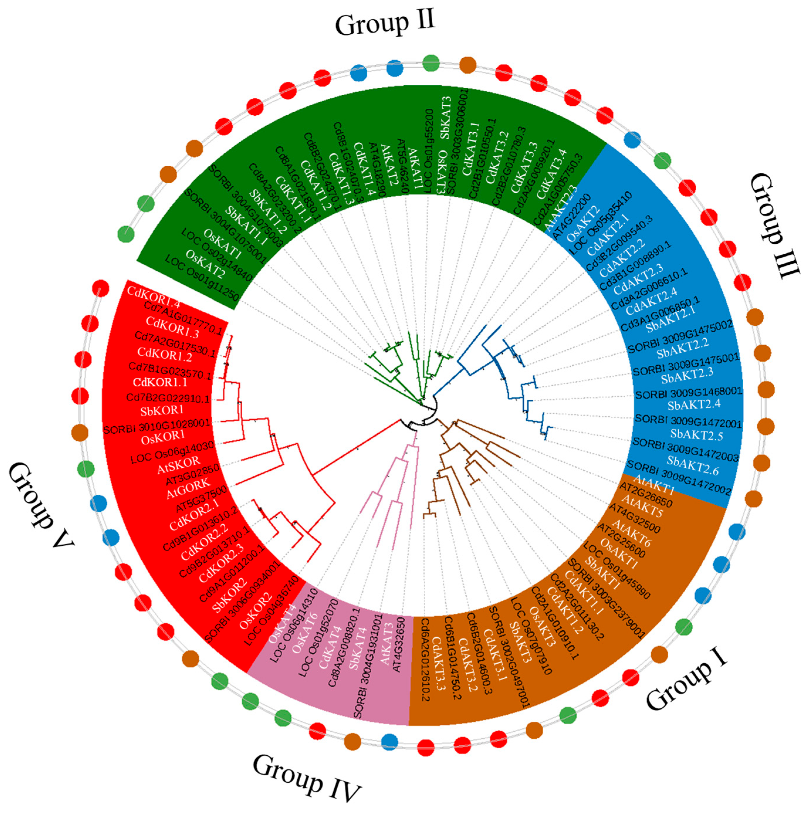 Expansion and Functional Divergence of Shaker K+ Channels in ...