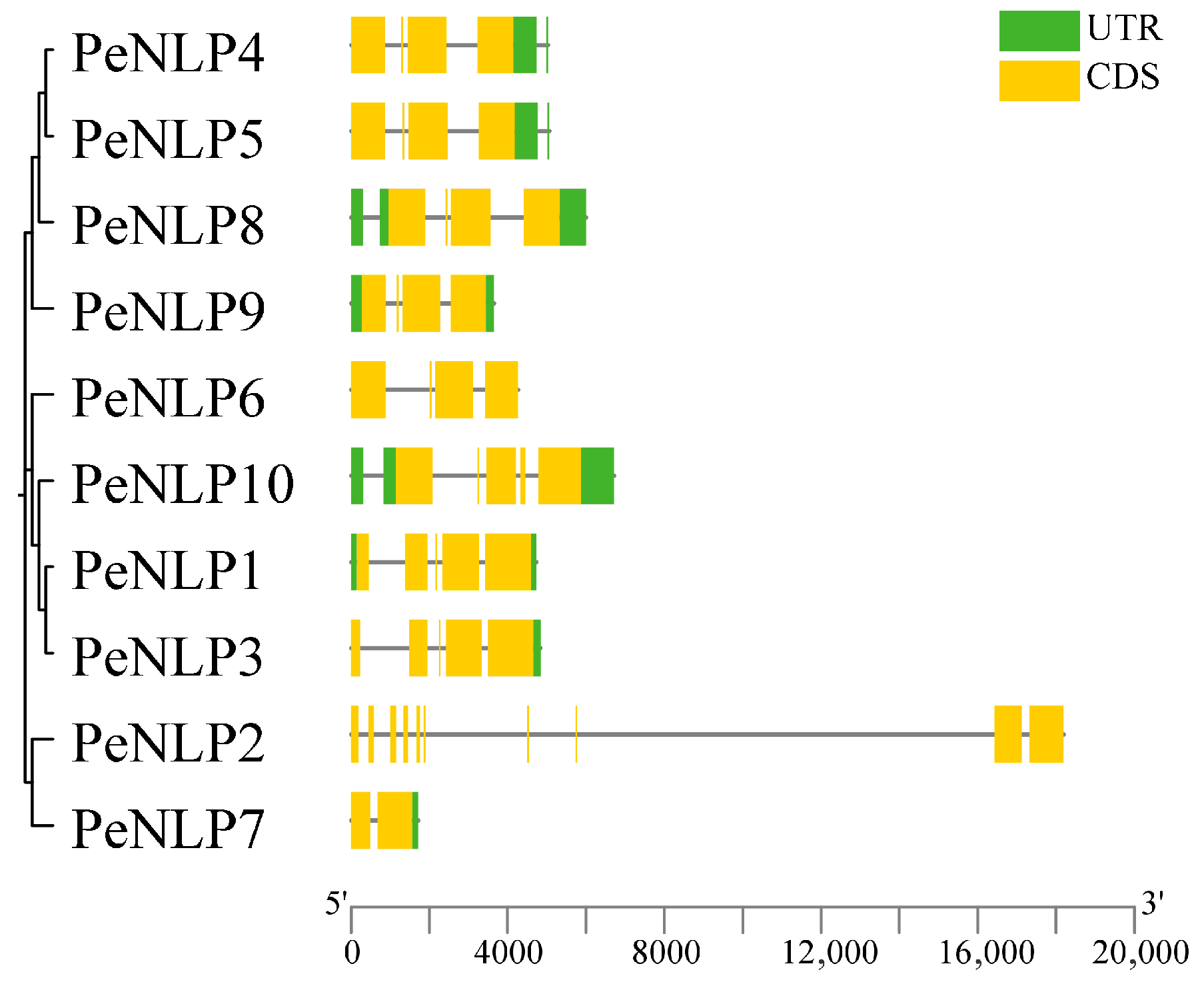 Identification of the NLP Gene Family in Populus euphratica and Its ...