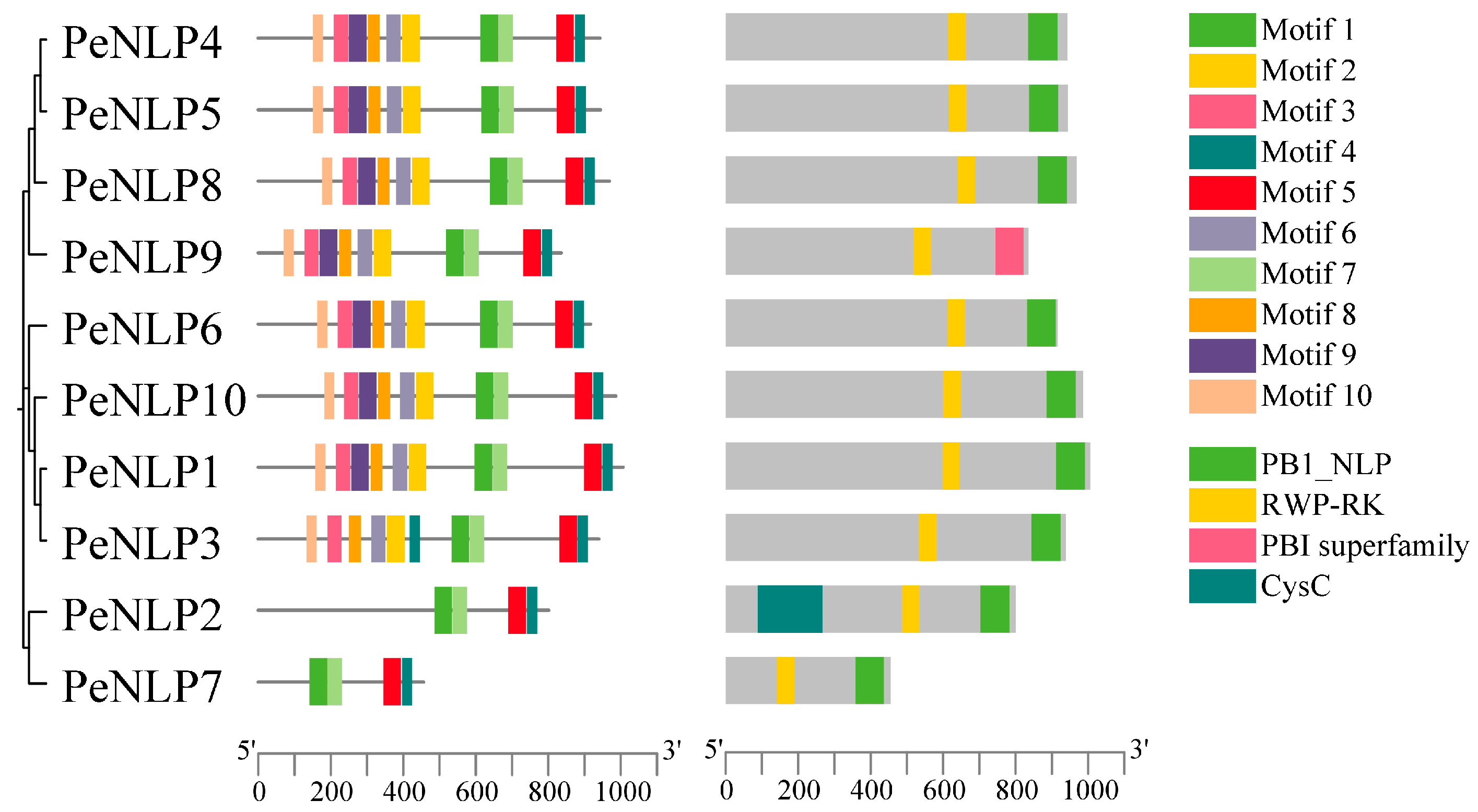 Identification of the NLP Gene Family in Populus euphratica and Its ...