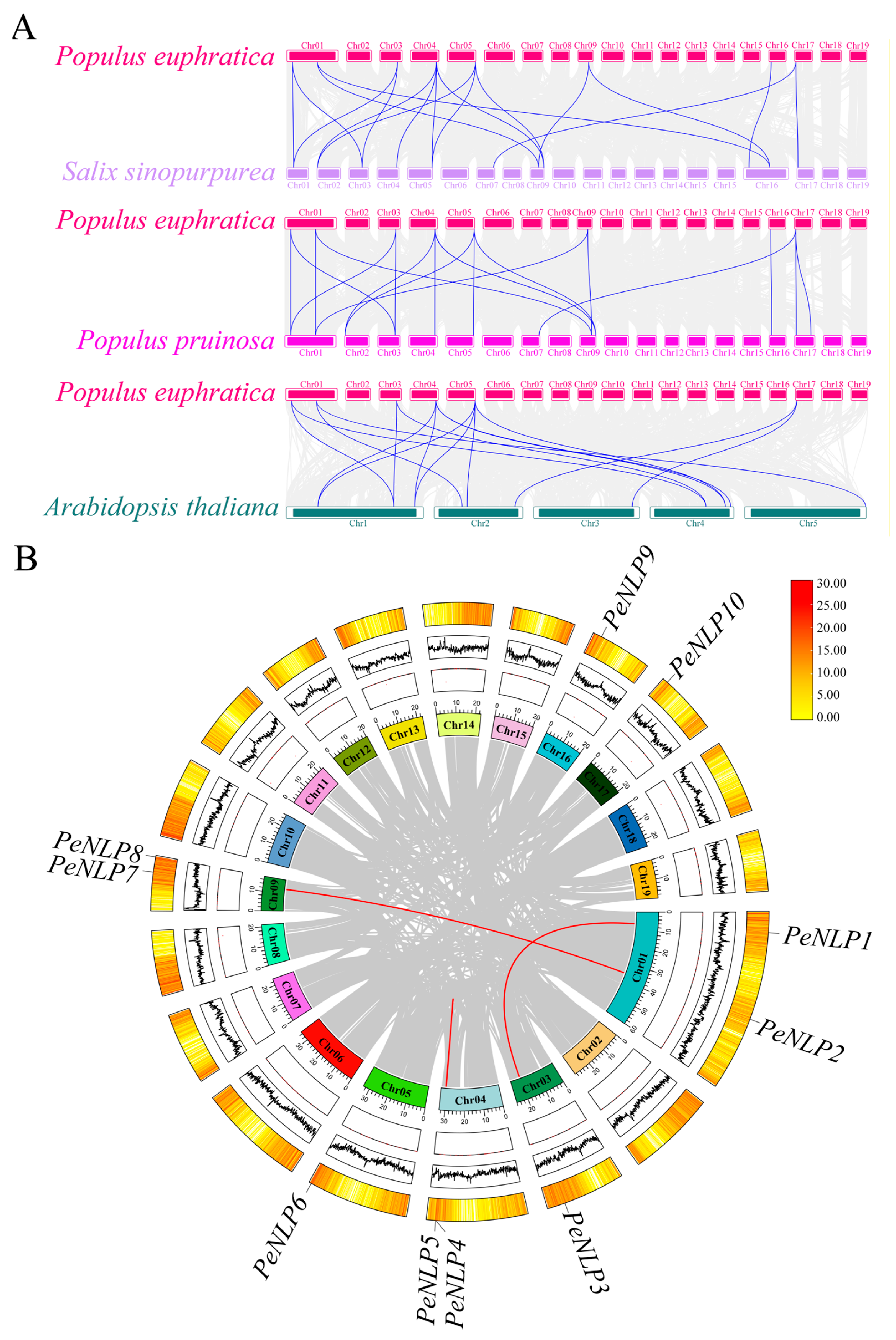 Identification of the NLP Gene Family in Populus euphratica and Its ...