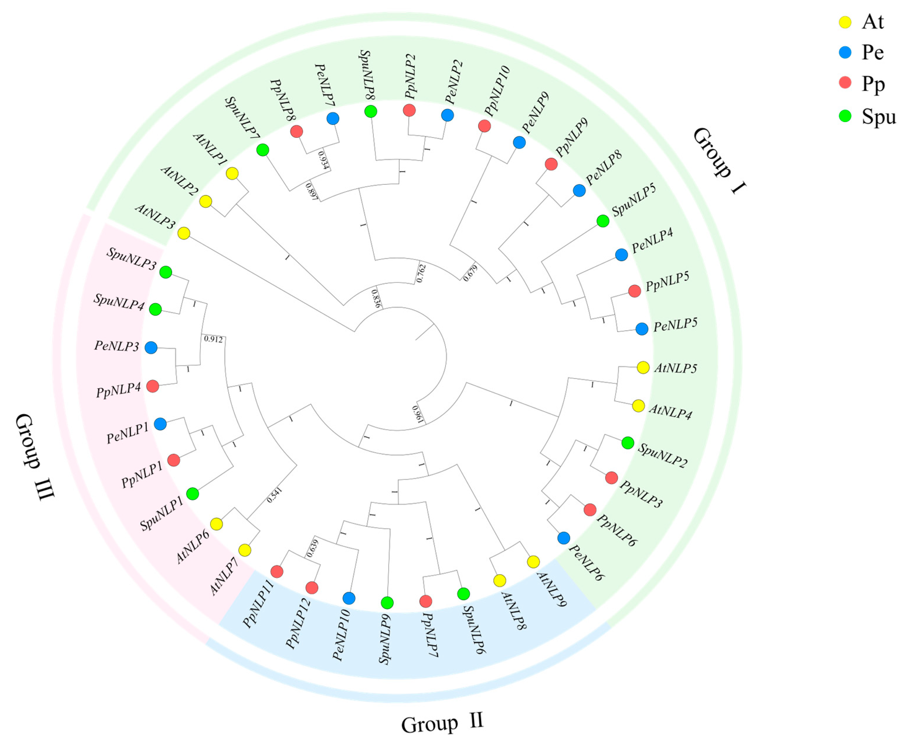 Identification of the NLP Gene Family in Populus euphratica and Its ...
