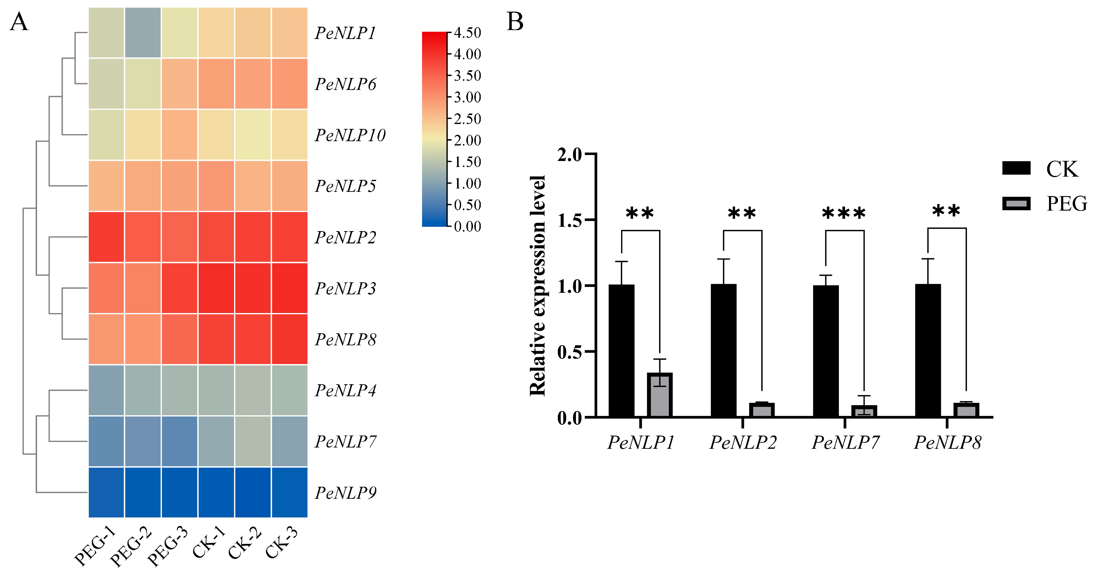 Identification of the NLP Gene Family in Populus euphratica and Its ...