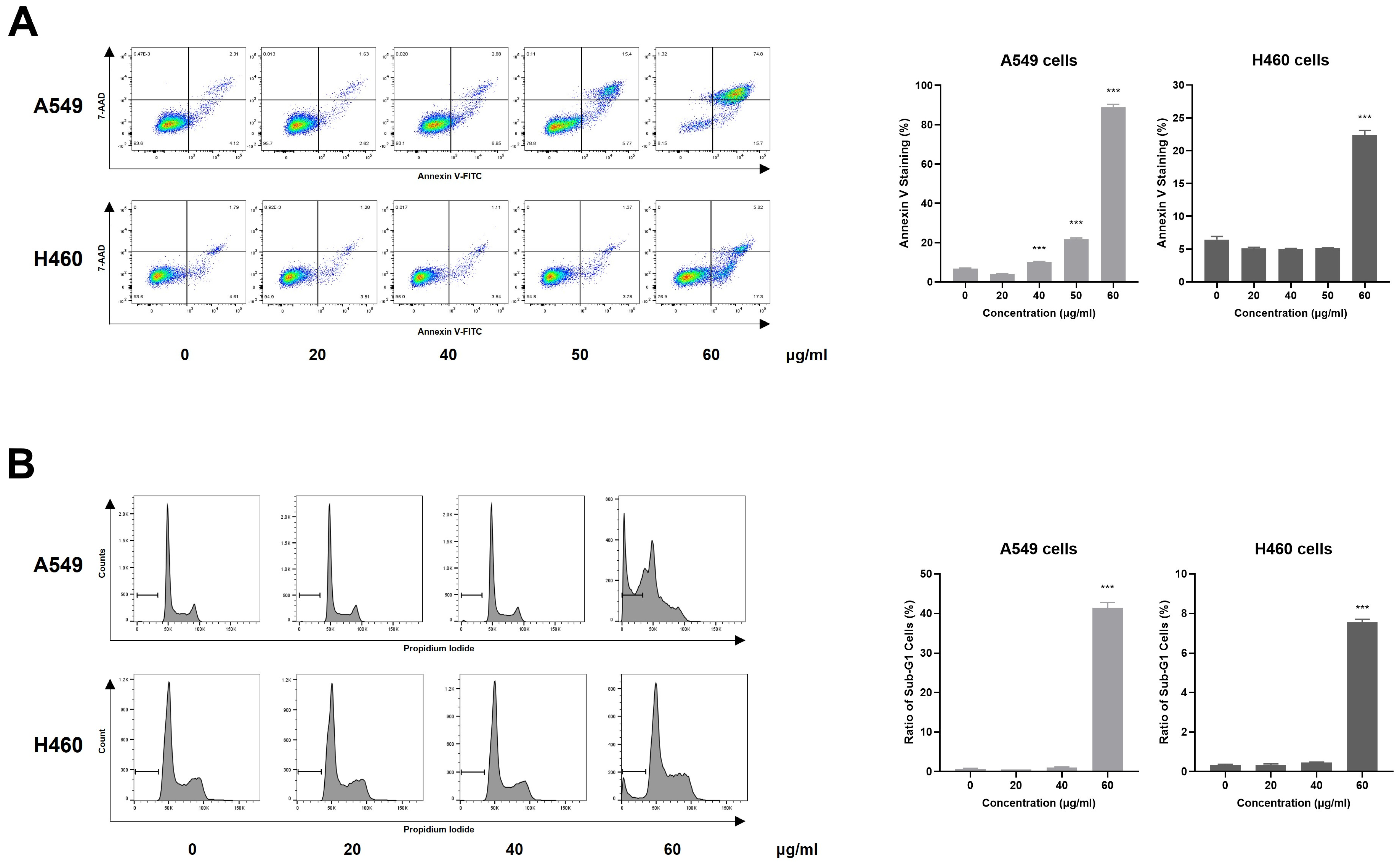 Therapeutic Effects of Akebia quinata Seeds Through Apoptosis and ...