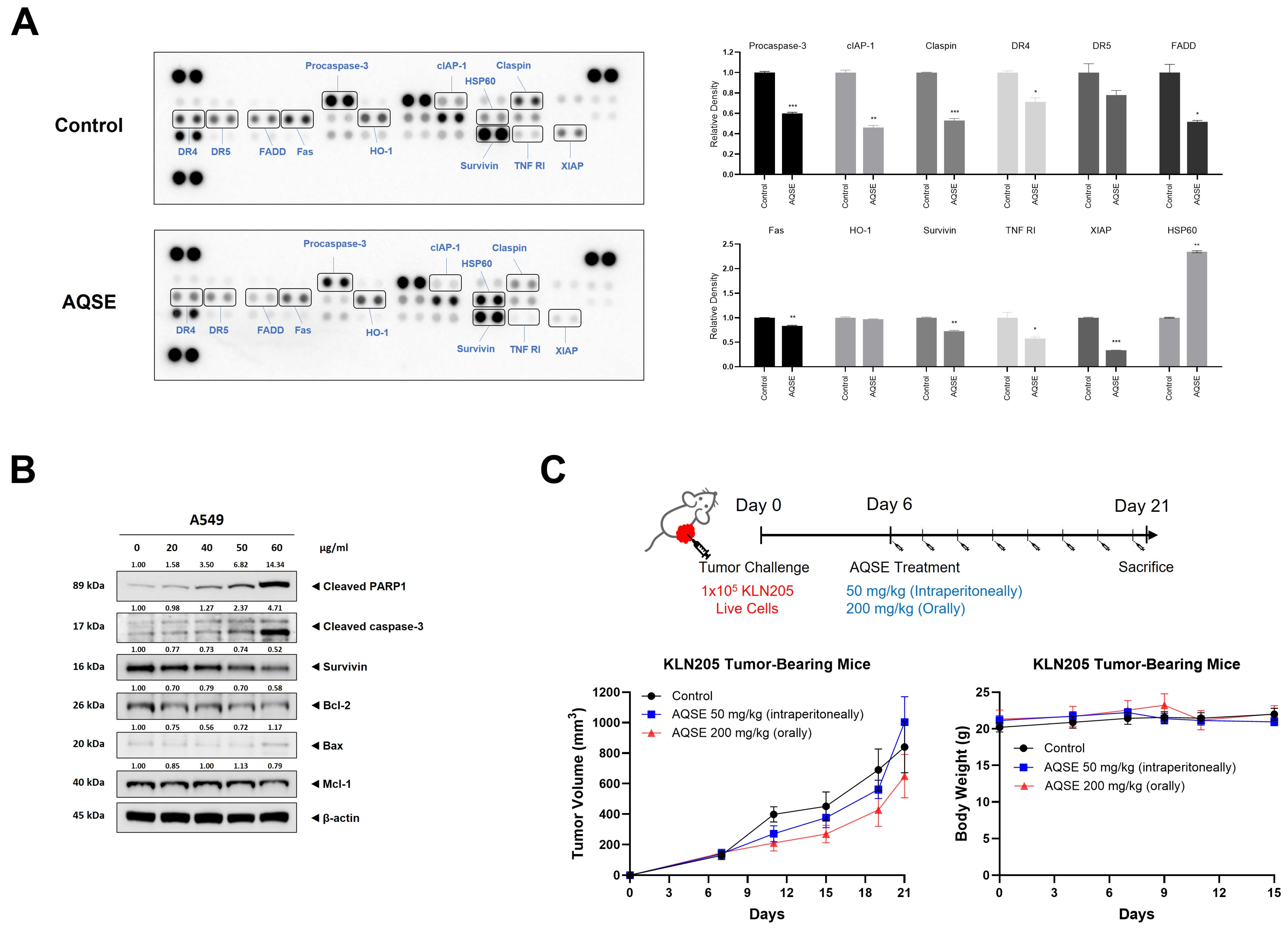 Therapeutic Effects of Akebia quinata Seeds Through Apoptosis and ...