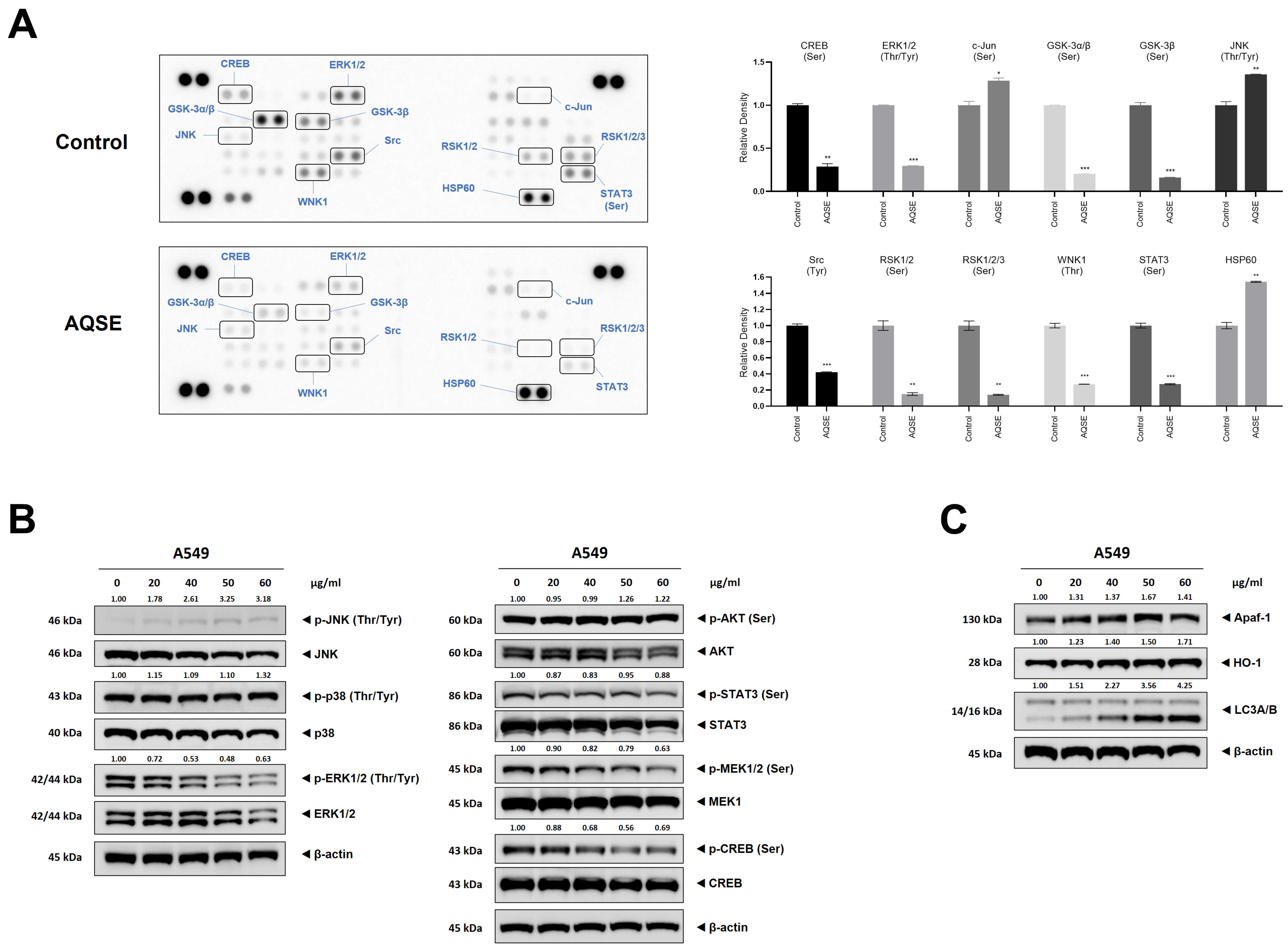 Therapeutic Effects of Akebia quinata Seeds Through Apoptosis and ...