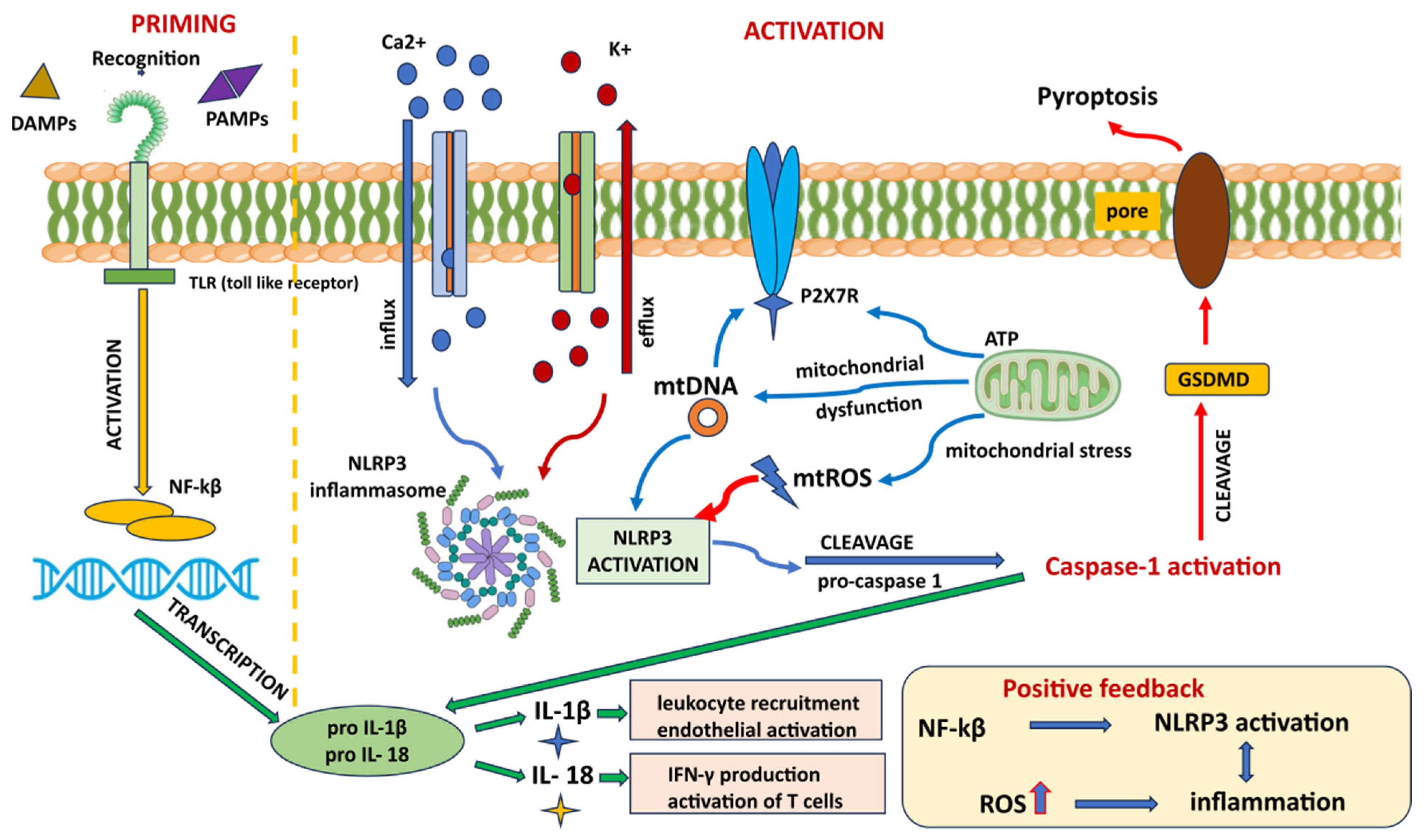 The NLRP3 Inflammasome in Neuropsychiatric Disorders: Molecular ...