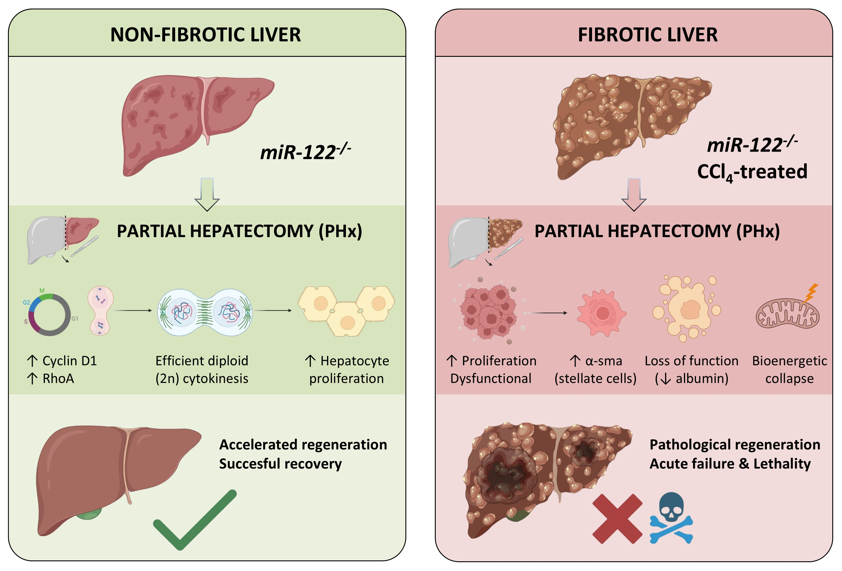 miR-122 Deficiency in Mice Enhances Regeneration in Healthy Liver but ...