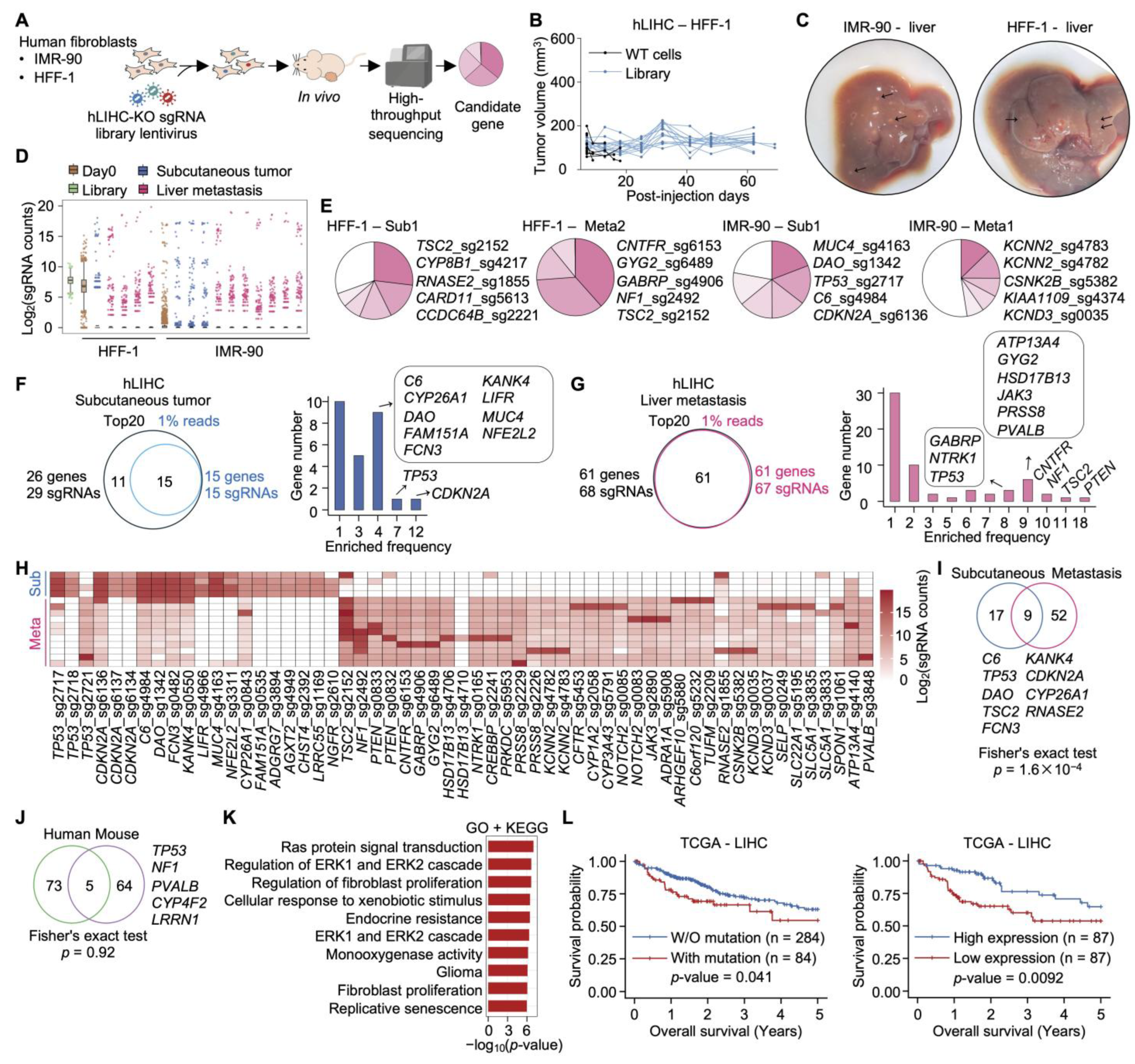 Functional CRISPR Screens Define Genetic Drivers for Cancer ...