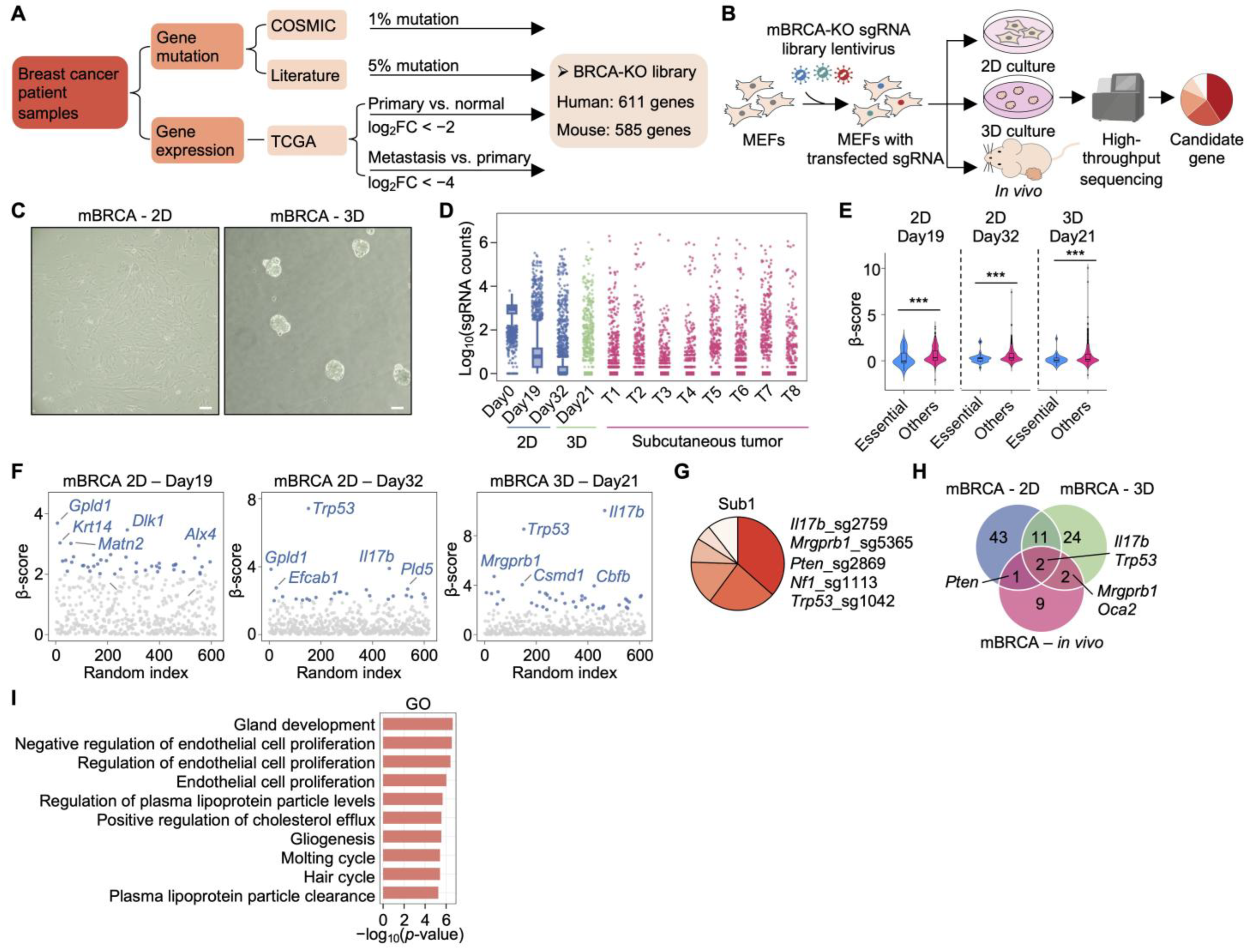Functional CRISPR Screens Define Genetic Drivers for Cancer ...