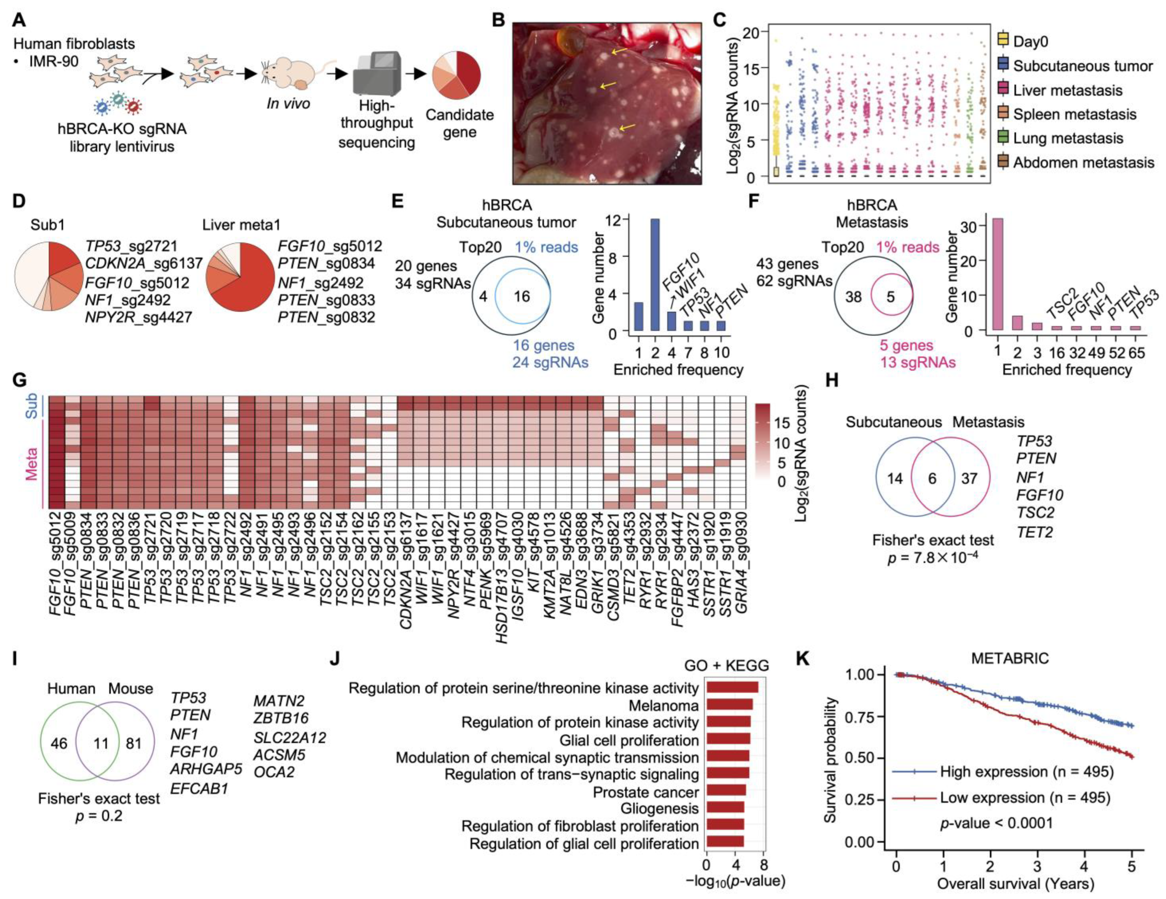Functional CRISPR Screens Define Genetic Drivers for Cancer ...