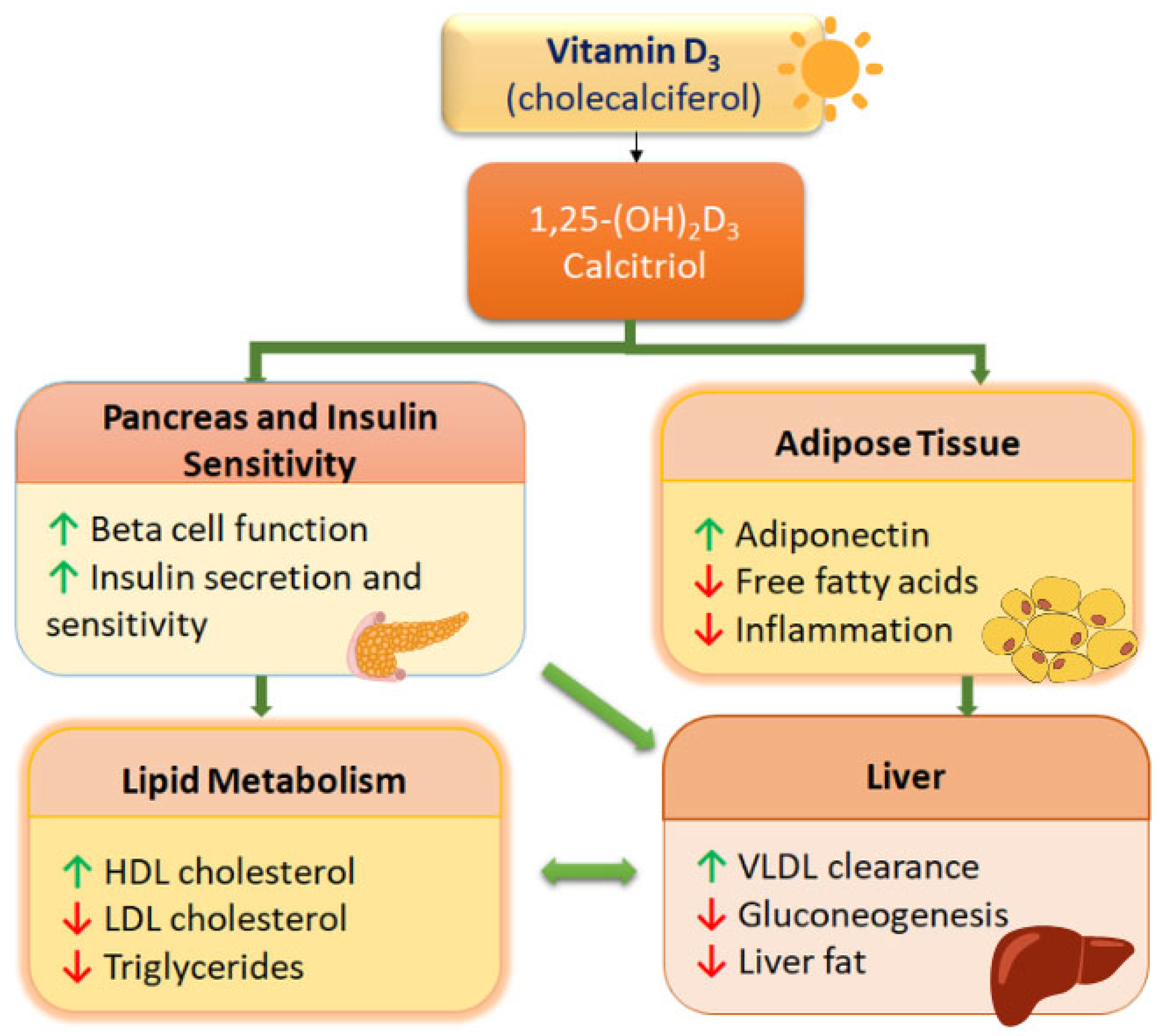 Vitamin D as a Regulator of the Biological Clock—Implications for ...