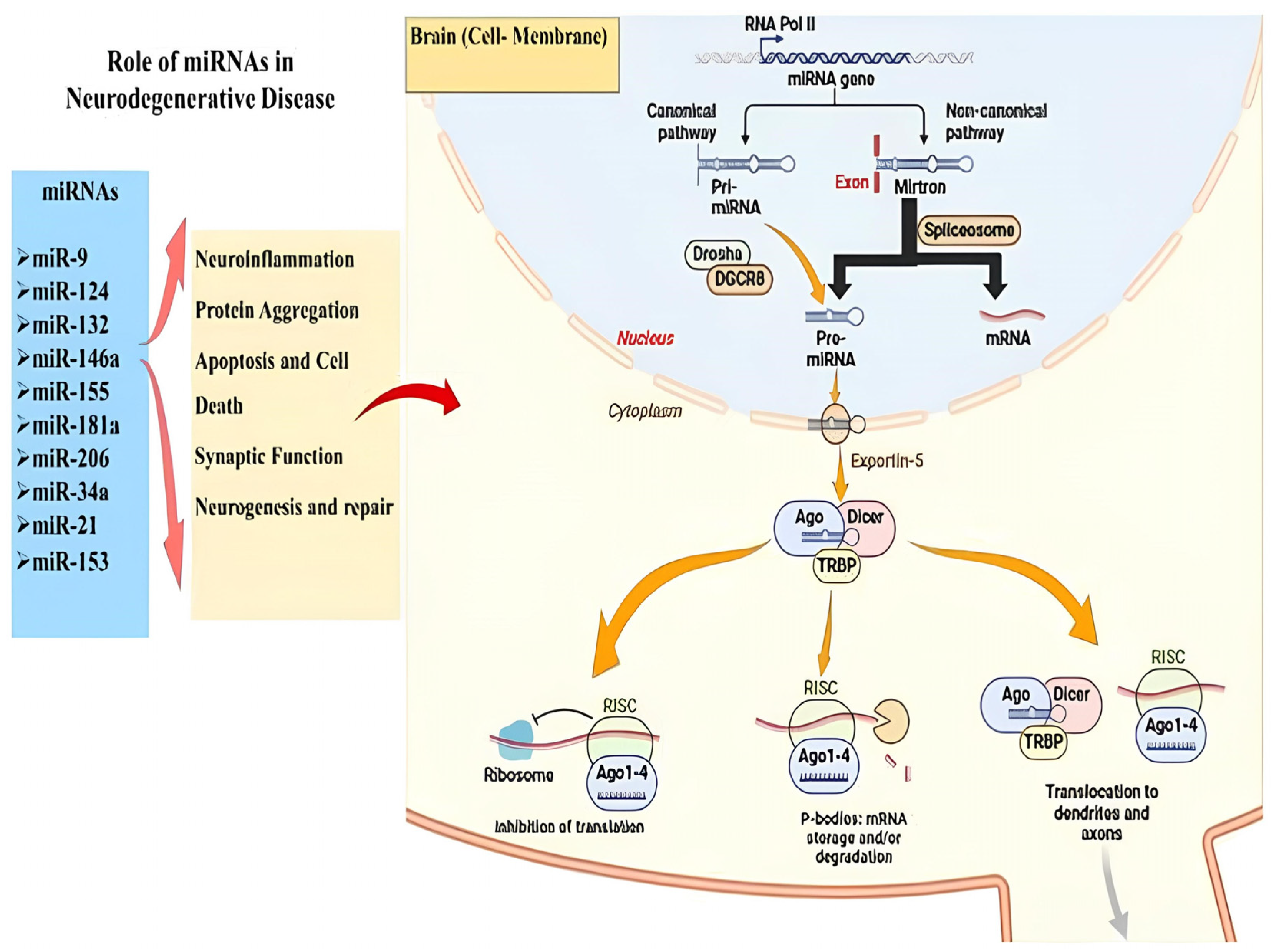 Targeting Non-Coding RNAs as a Potential Therapeutic and Delivery ...