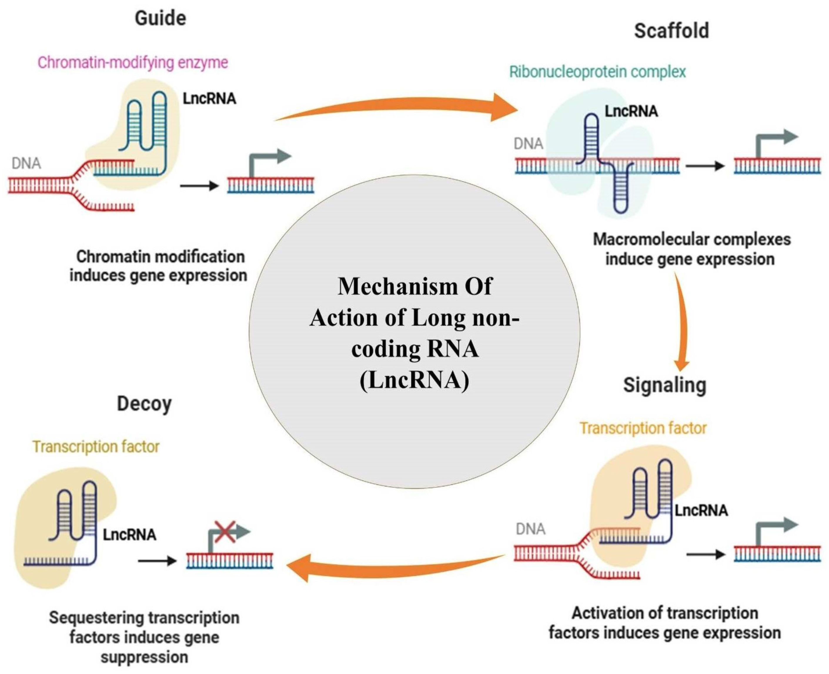 Targeting Non-Coding RNAs as a Potential Therapeutic and Delivery ...