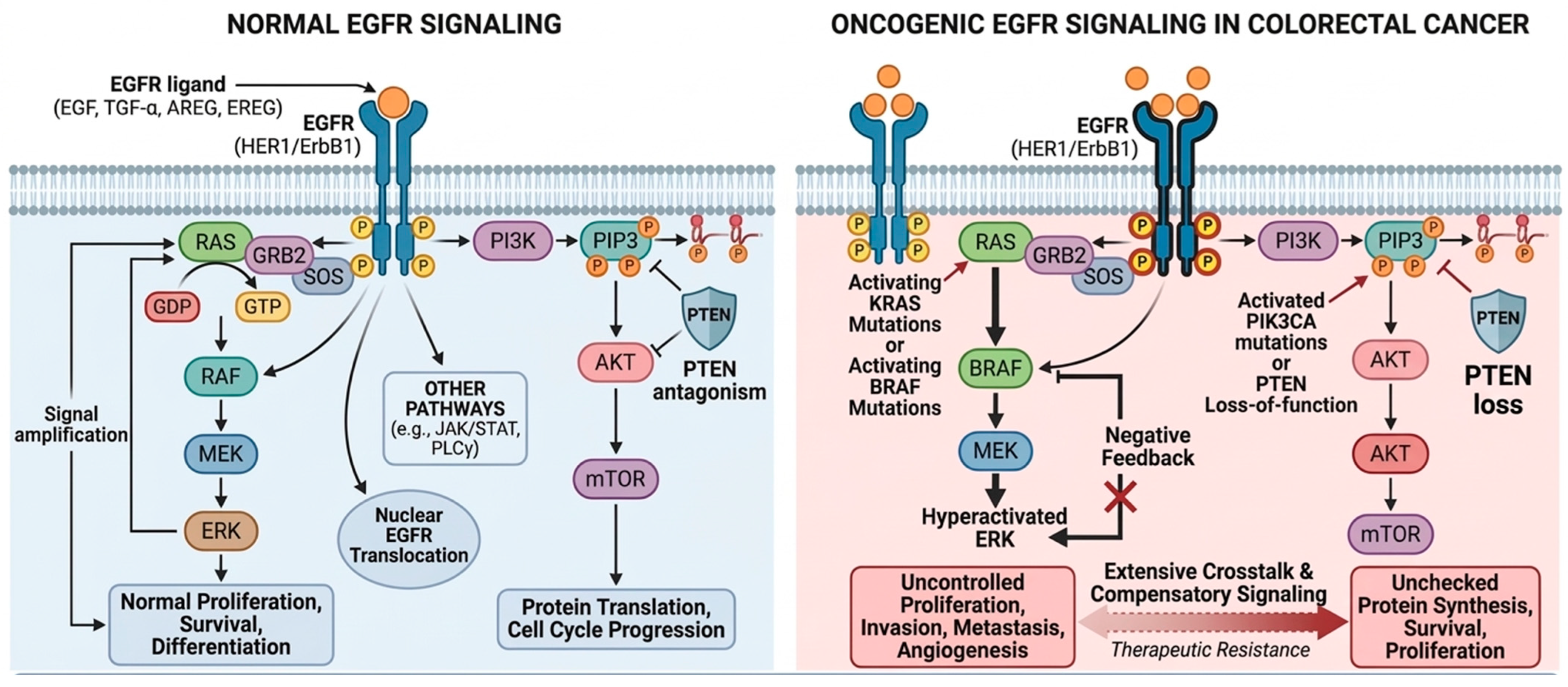 EGFR Signaling in Colorectal Cancer: Novel Therapeutic Strategies ...