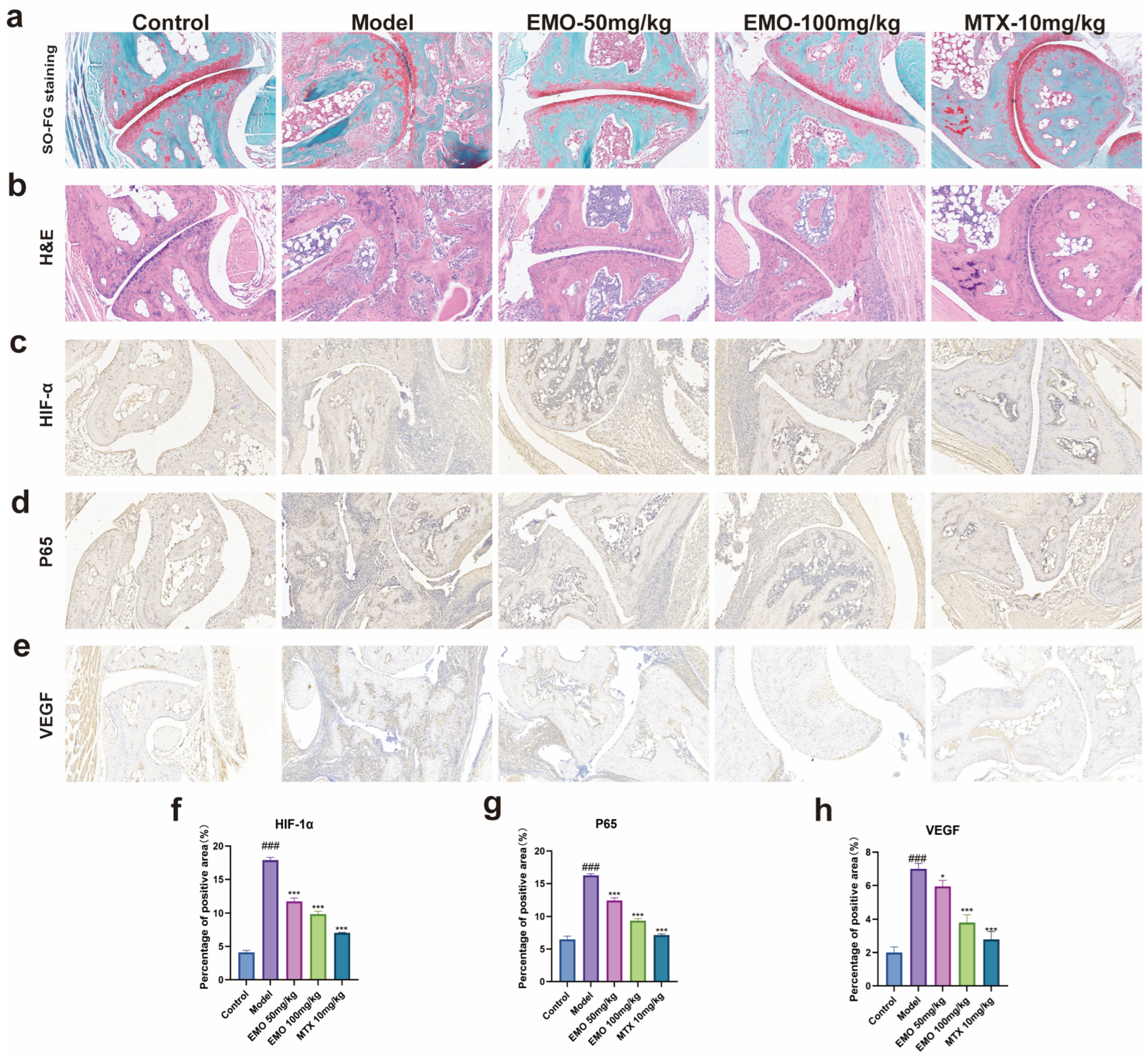 Emodin Attenuates Rheumatoid Arthritis by Modulating the NF-κB/HIF-1α ...