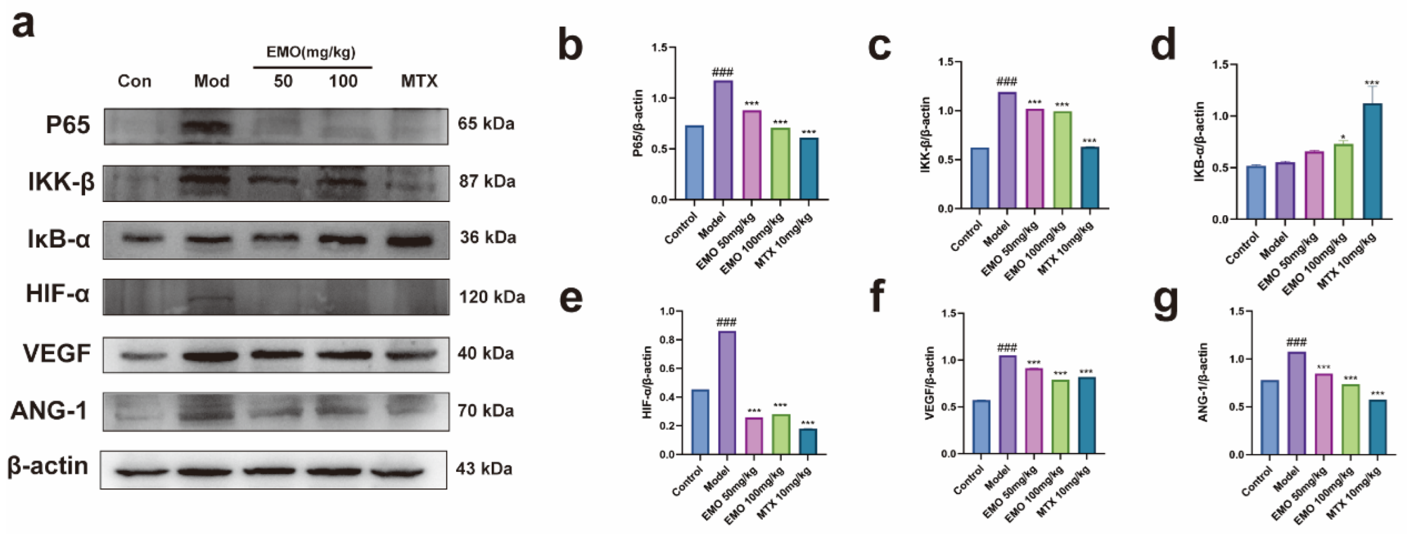 Emodin Attenuates Rheumatoid Arthritis by Modulating the NF-κB/HIF-1α ...