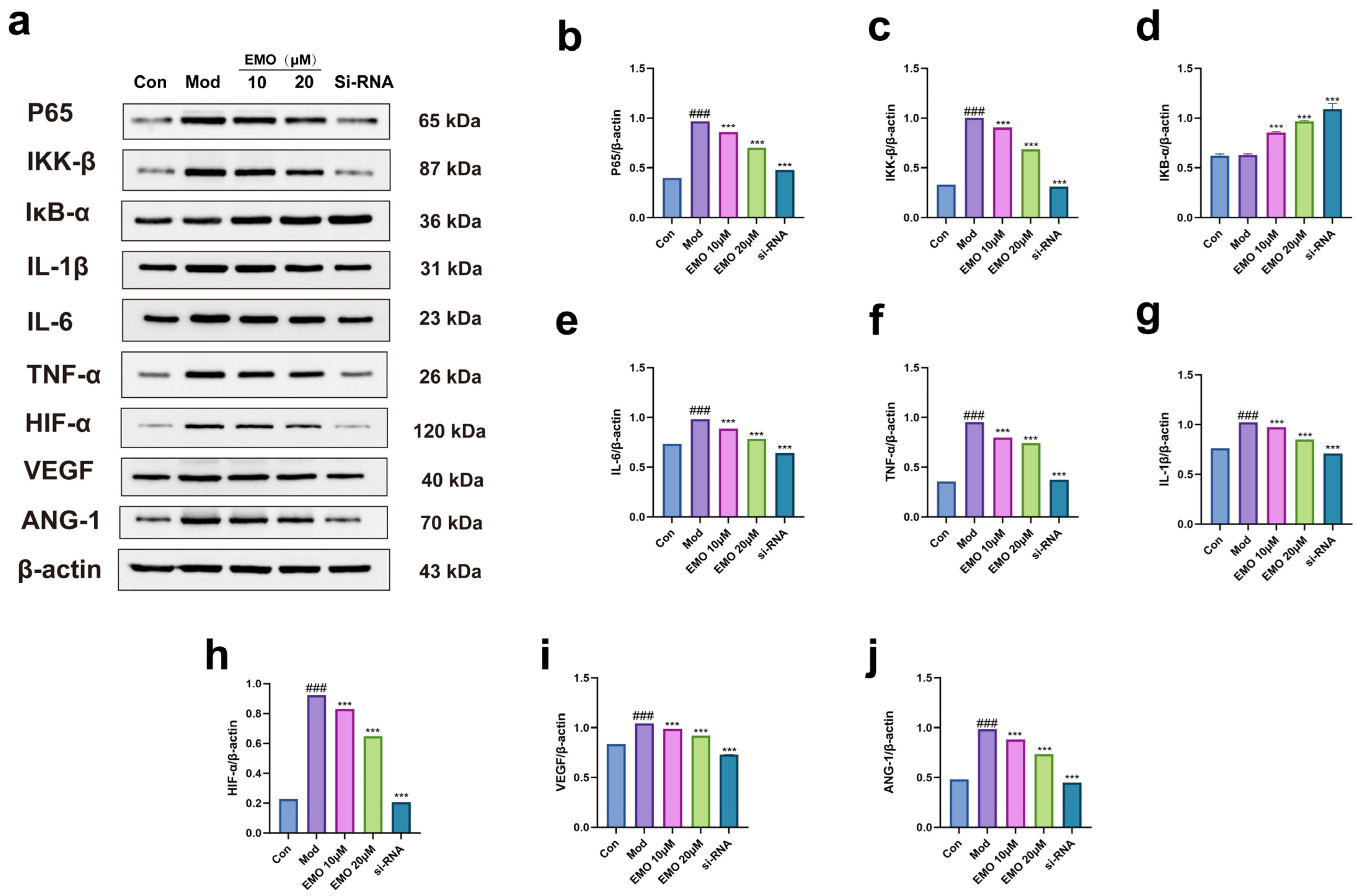 Emodin Attenuates Rheumatoid Arthritis by Modulating the NF-κB/HIF-1α ...