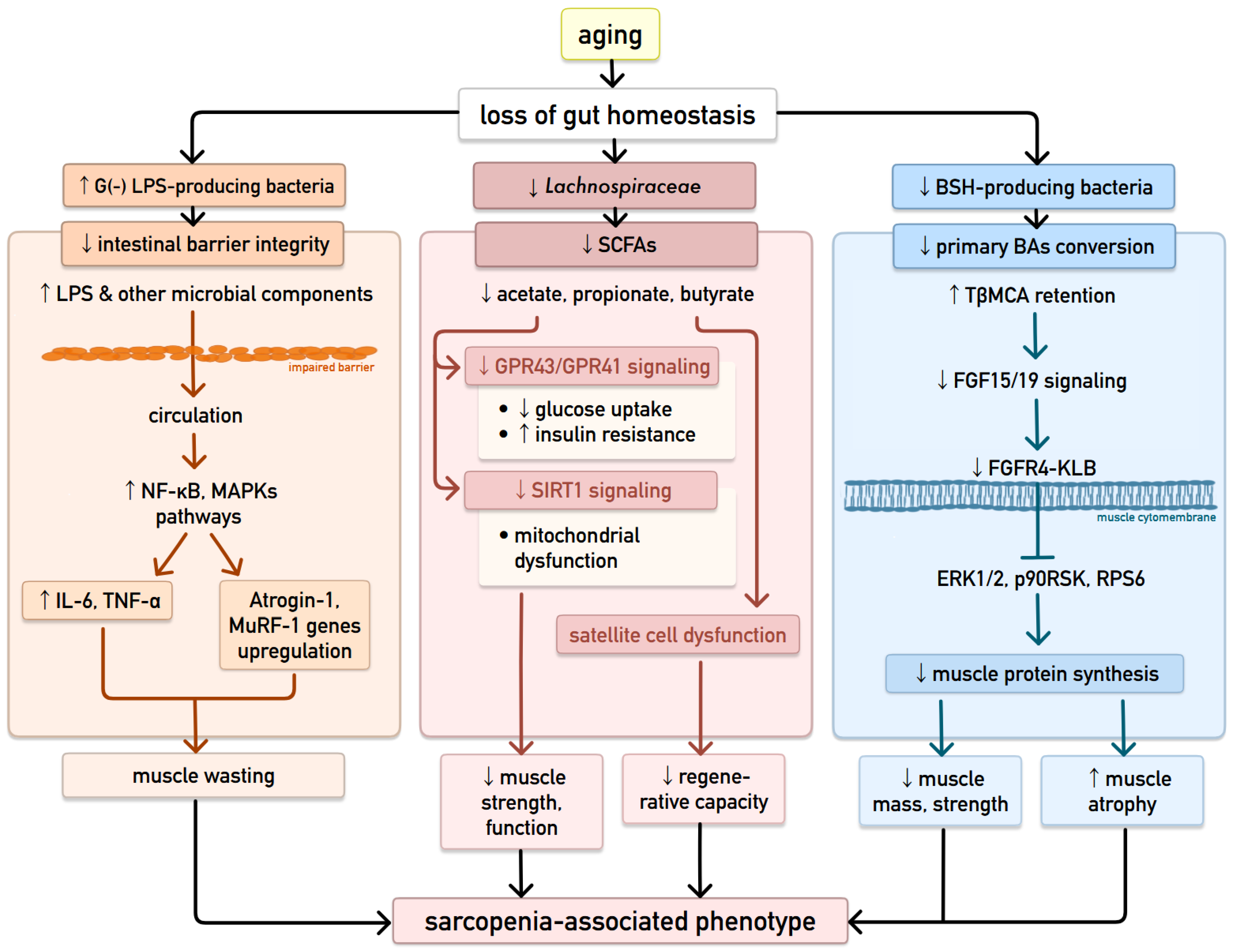 Postbiotics and Skeletal Muscle Health: Molecular Mechanisms and ...