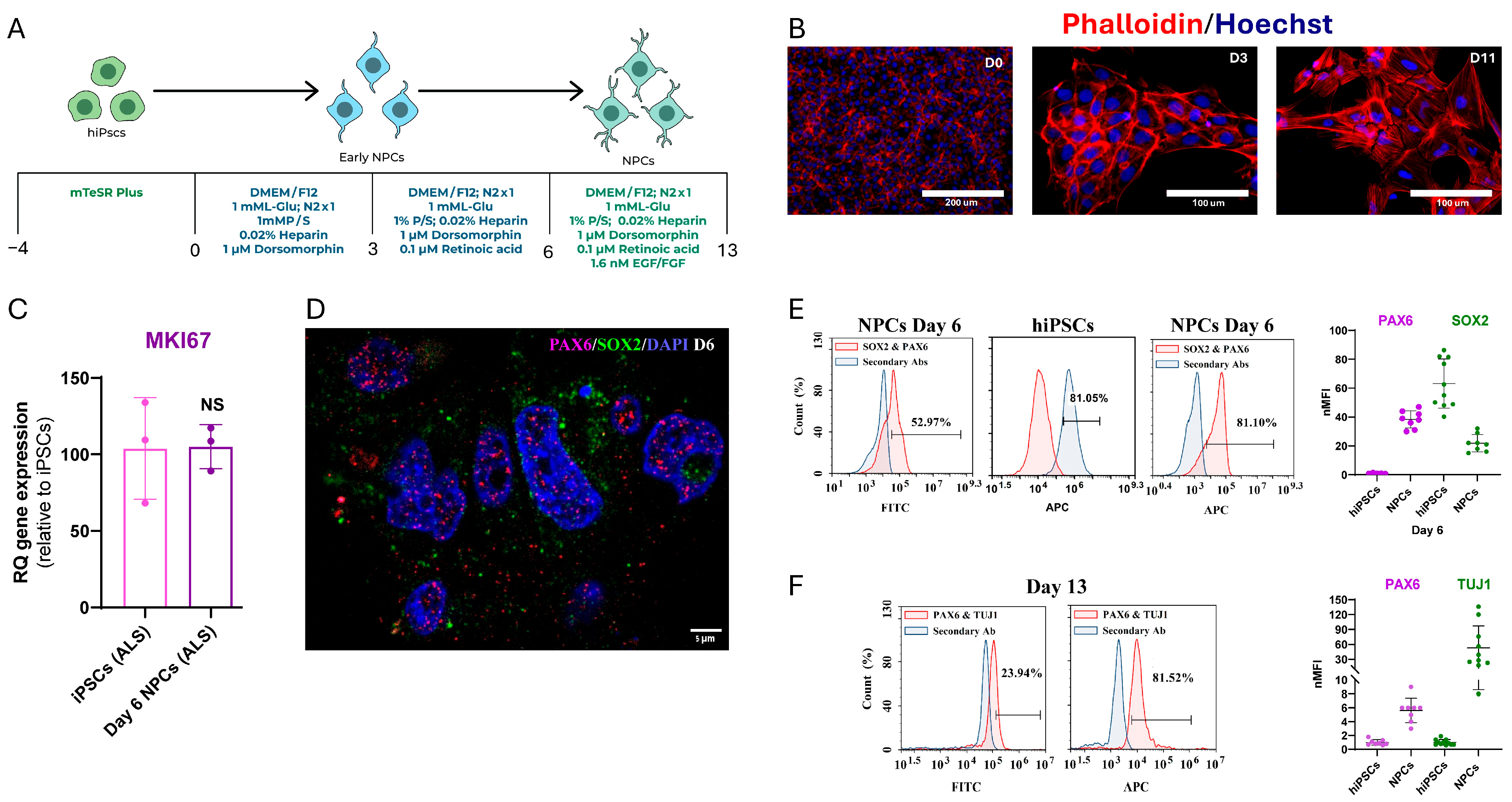 Pridopidine Protects ALS Patient-Derived Neural Progenitor Cells via ...