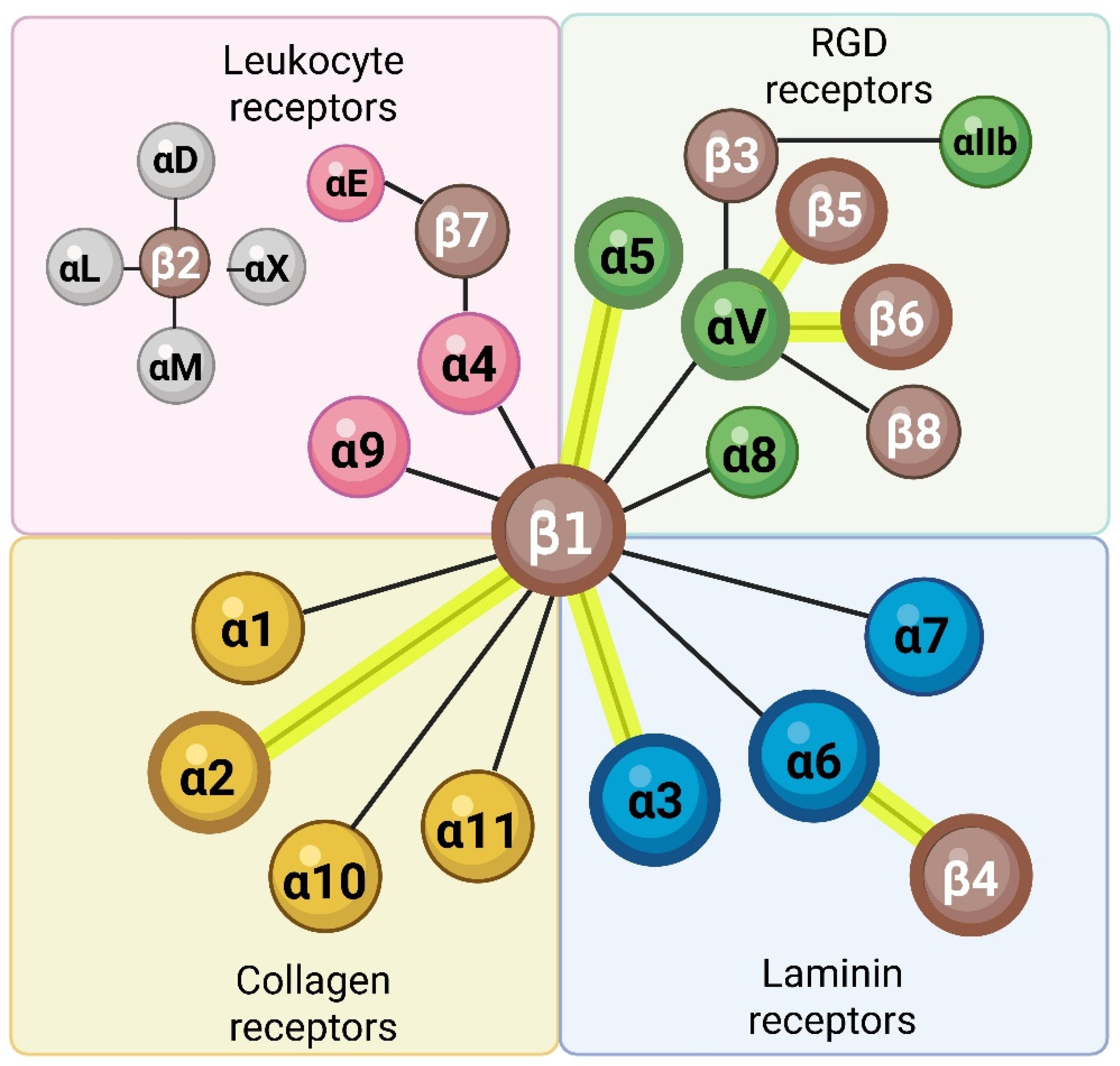Epithelial Integrins Coordinate Cellular Crosstalk Through the ...