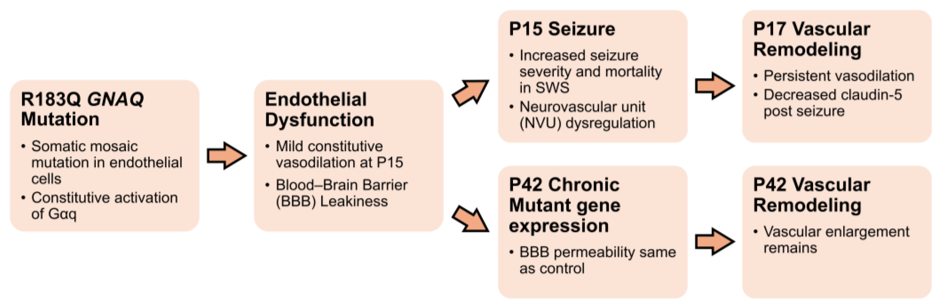 Acute Seizure Susceptibility and Chronic Vascular Malformation in a ...