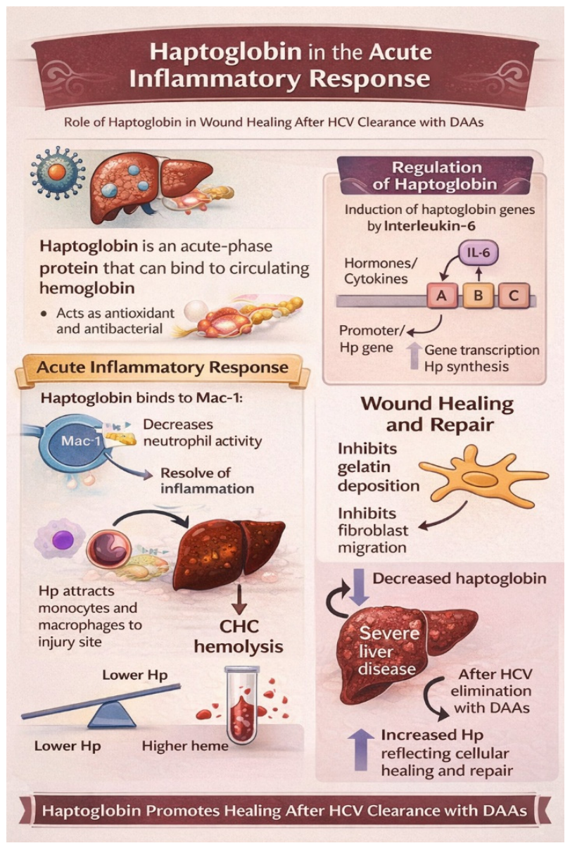 Hepatitis C Virus: An Overview of Its Chronic Impact on Liver Function ...