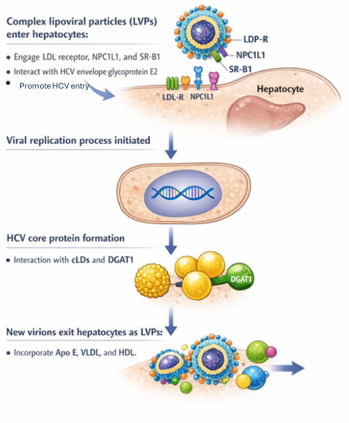 Hepatitis C Virus: An Overview of Its Chronic Impact on Liver Function ...