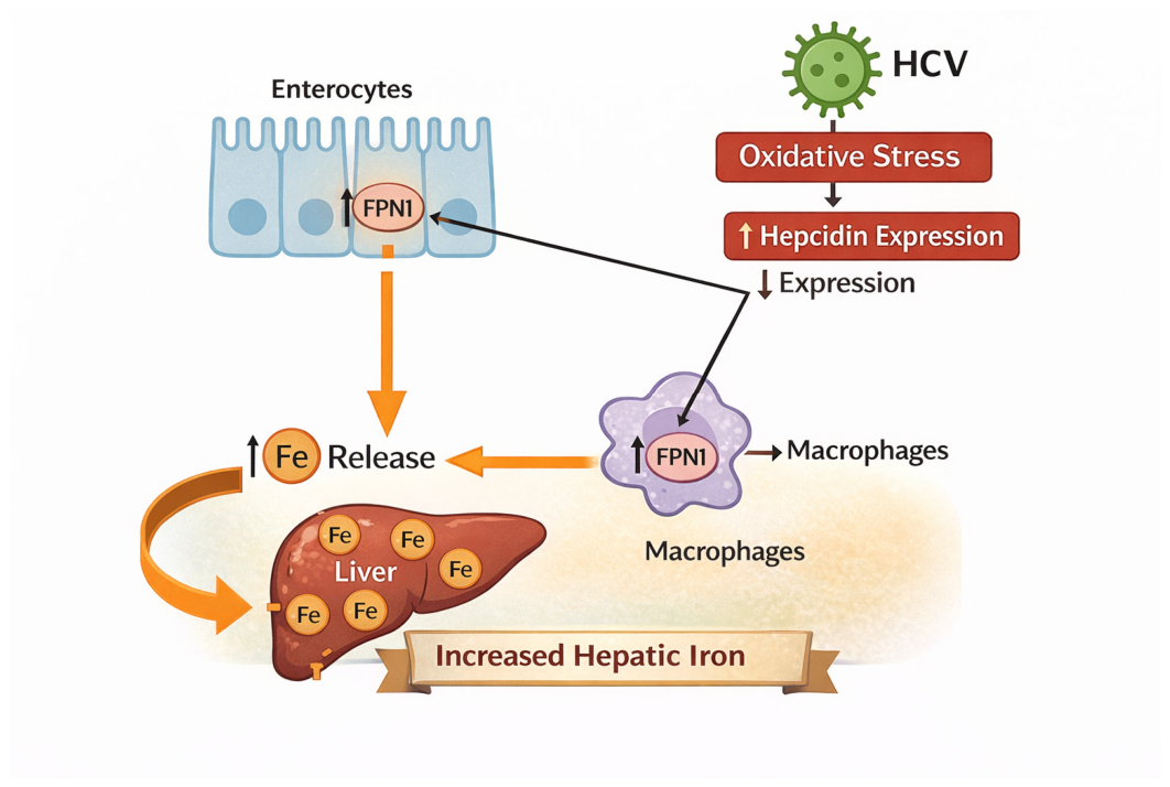 Hepatitis C Virus: An Overview of Its Chronic Impact on Liver Function ...