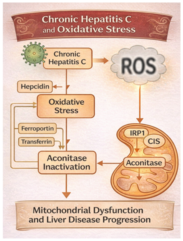 Hepatitis C Virus: An Overview of Its Chronic Impact on Liver Function ...