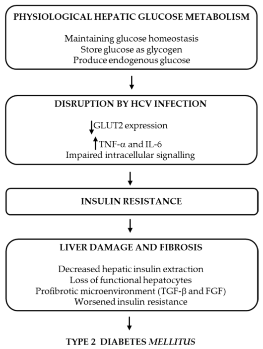 Hepatitis C Virus: An Overview of Its Chronic Impact on Liver Function ...