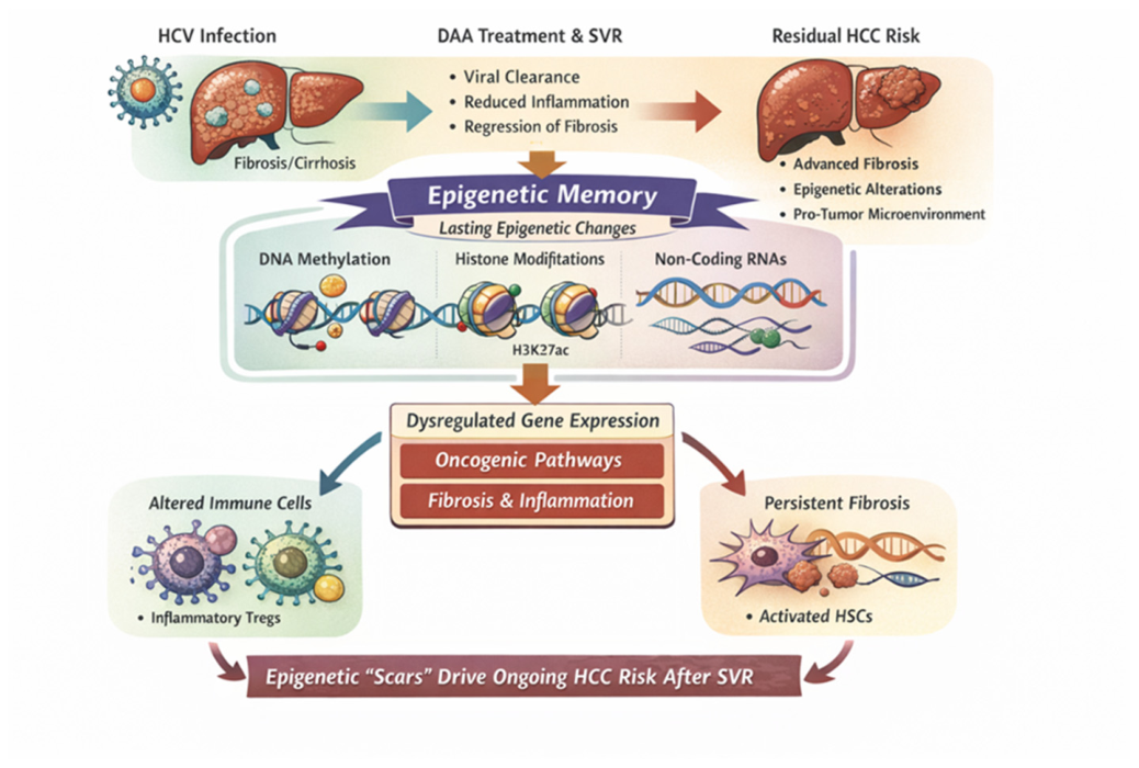 Hepatitis C Virus: An Overview of Its Chronic Impact on Liver Function ...