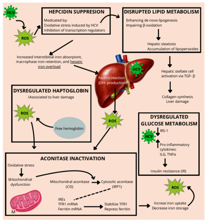 Hepatitis C Virus: An Overview of Its Chronic Impact on Liver Function ...