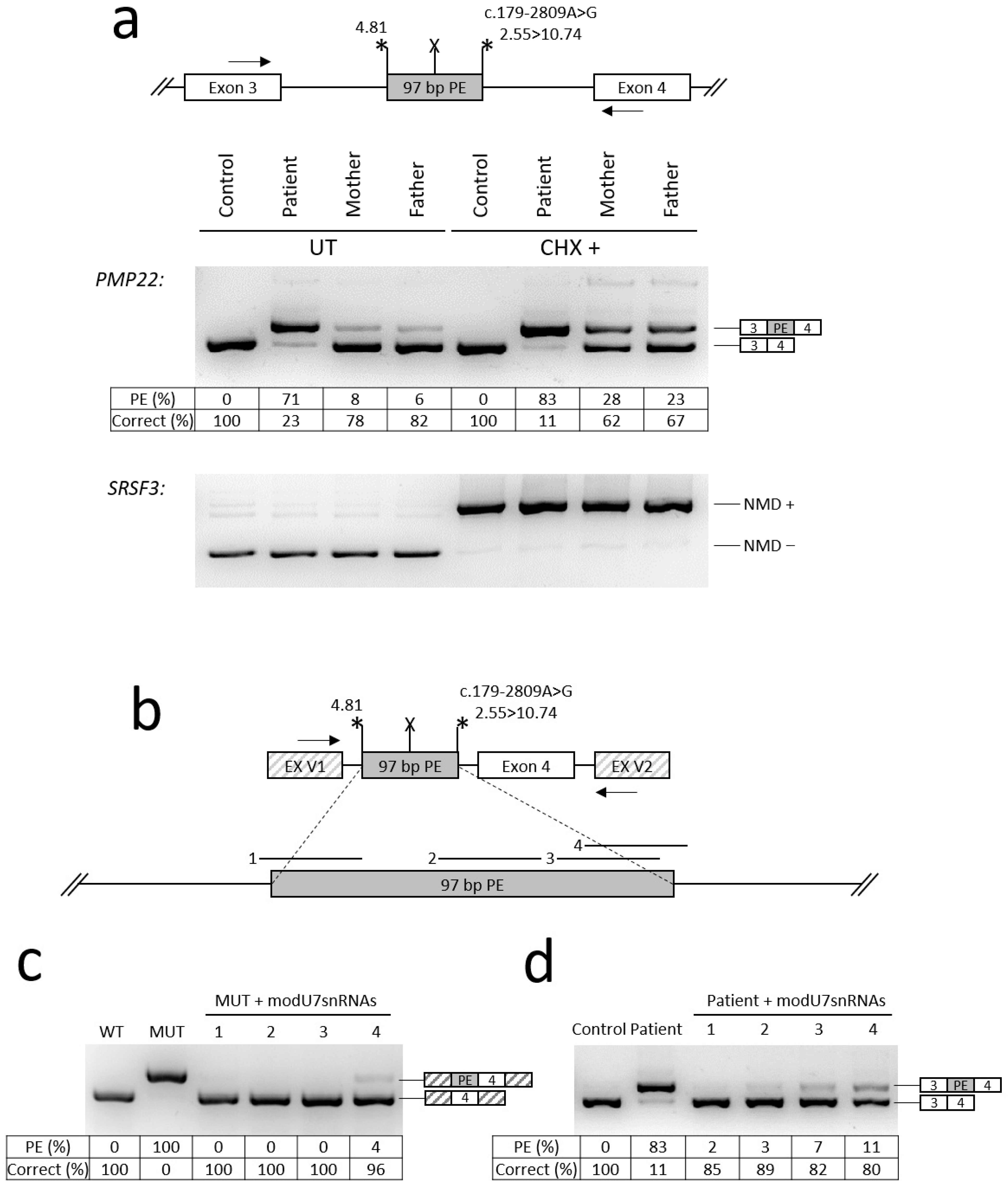 Identification and Targeted Correction of a Pathogenic PMP22 Deep ...