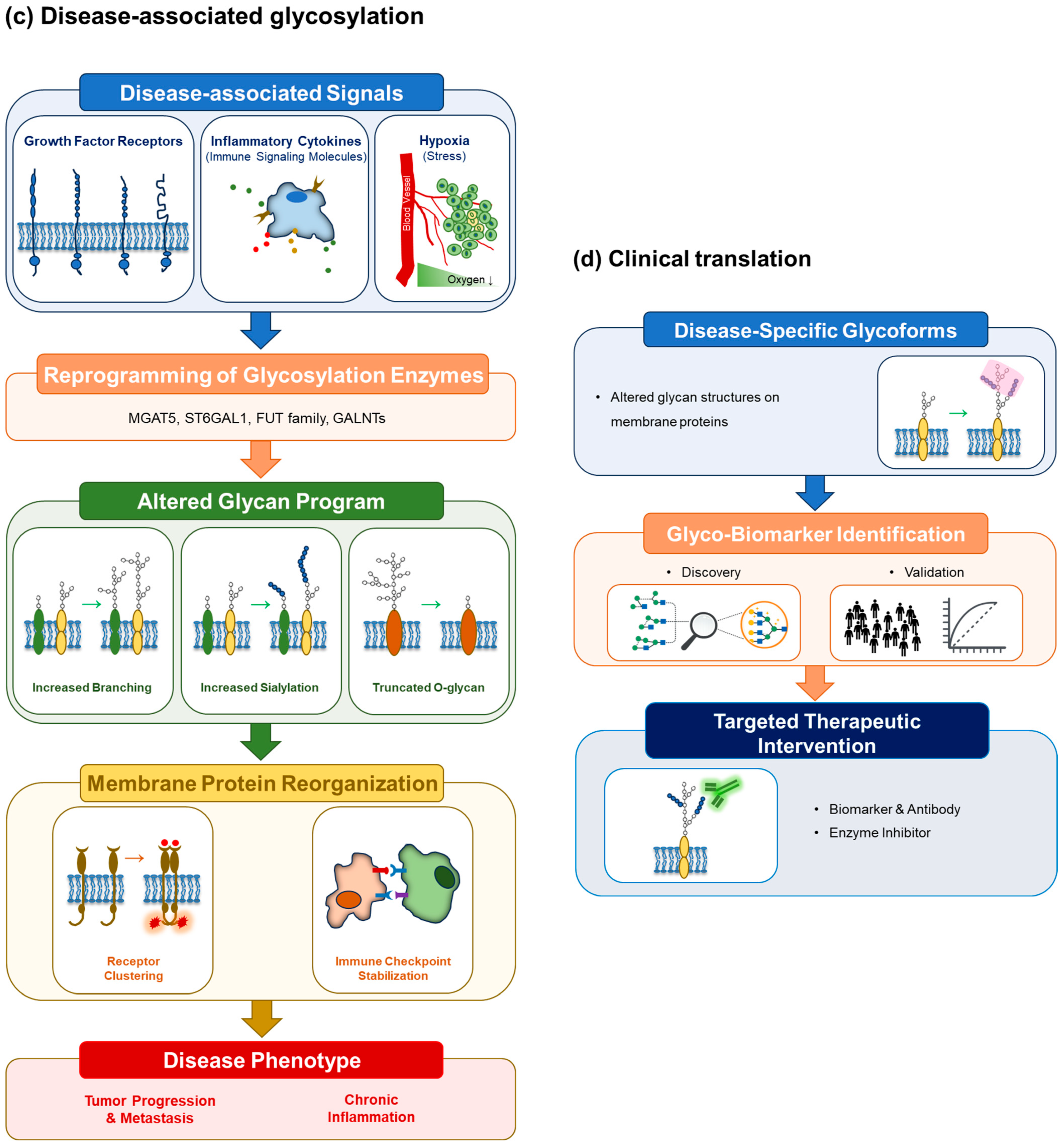 Membrane Protein Glycosylation Revisited: Functional Dynamics and ...