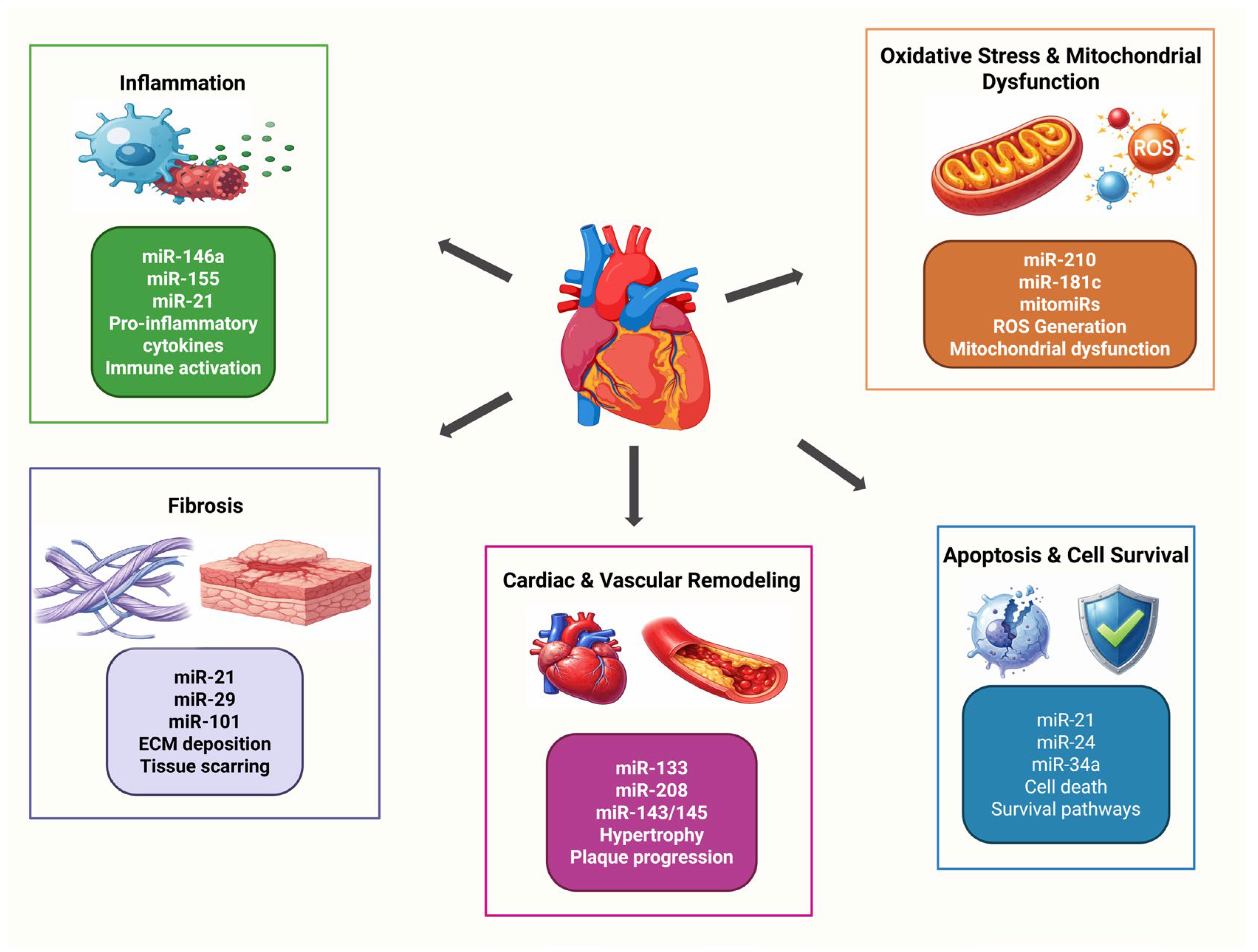 MicroRNAs in Cardiovascular Diseases: Molecular Networks of Cellular ...